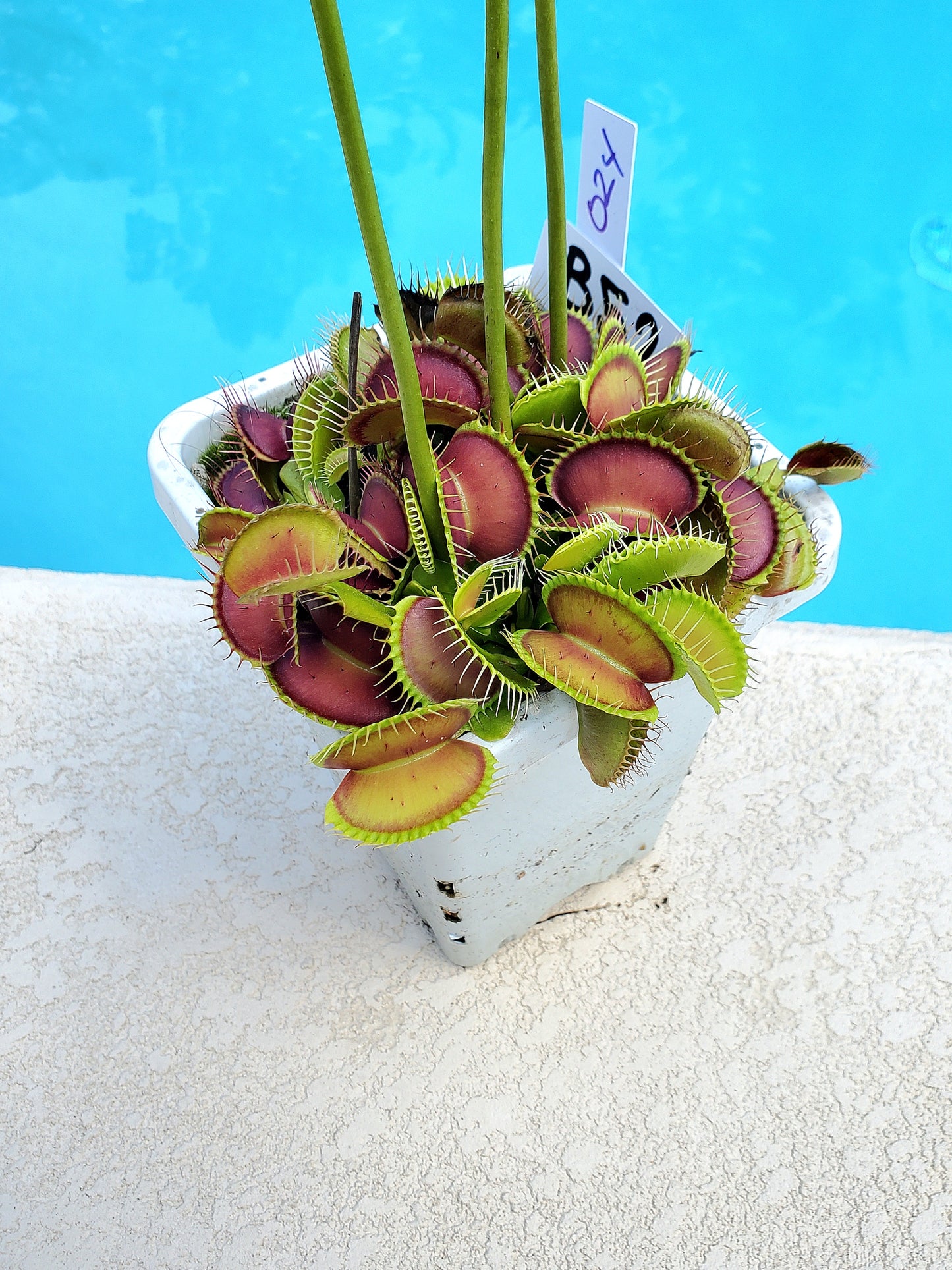 Get me that plant - 024 - B52 Venus Flytrap Carnivorous plant