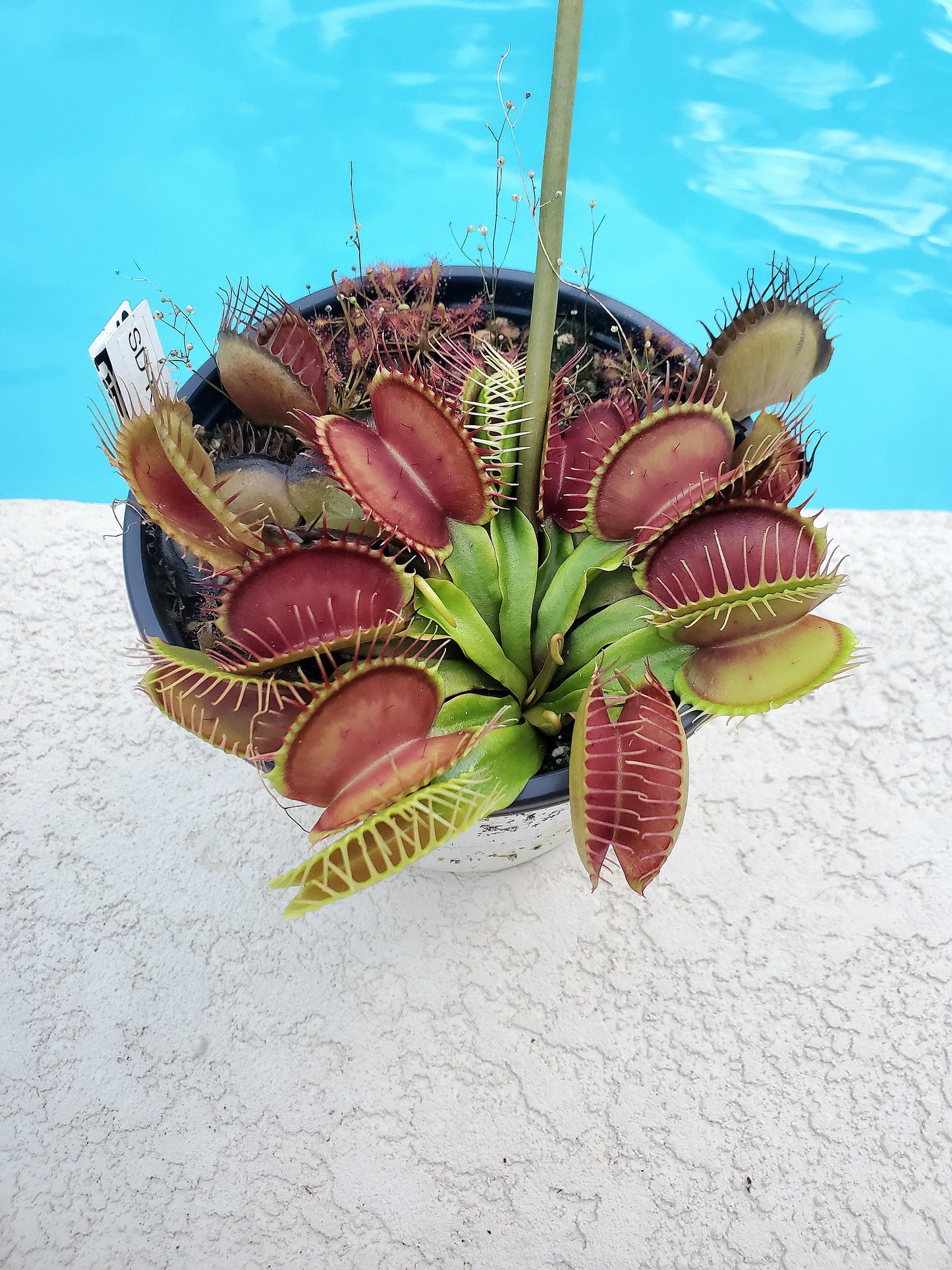 Get me that plant - 025 - SD Kronos Venus Flytrap Carnivorous plant