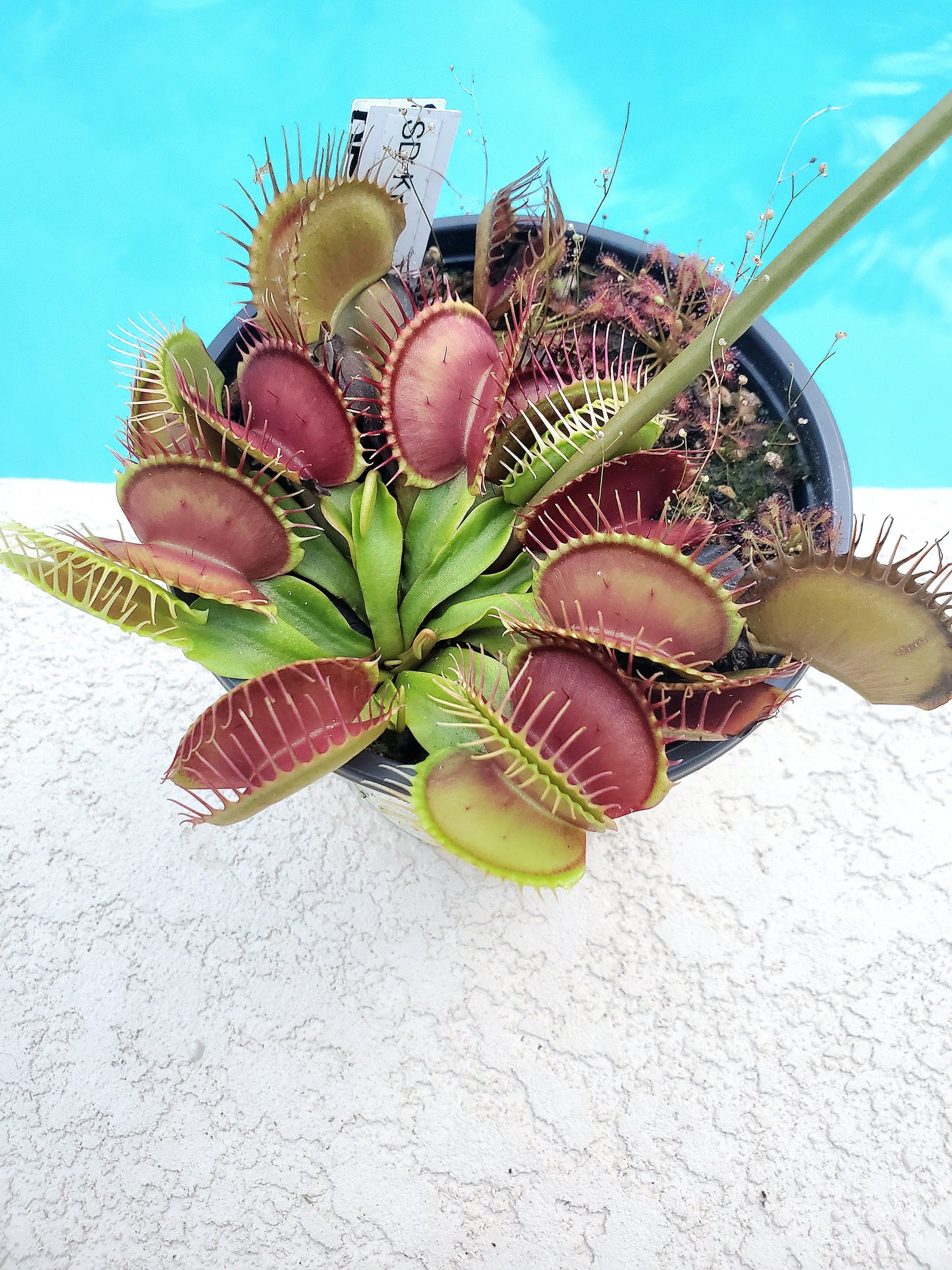 Get me that plant - 025 - SD Kronos Venus Flytrap Carnivorous plant