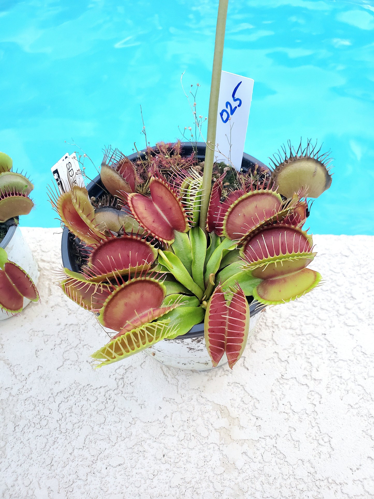 Get me that plant - 025 - SD Kronos Venus Flytrap Carnivorous plant