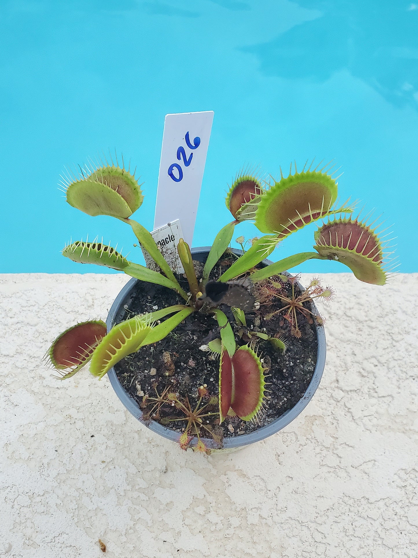 Get me that plant - 026 - Pinnacle Venus Flytrap Carnivorous plant