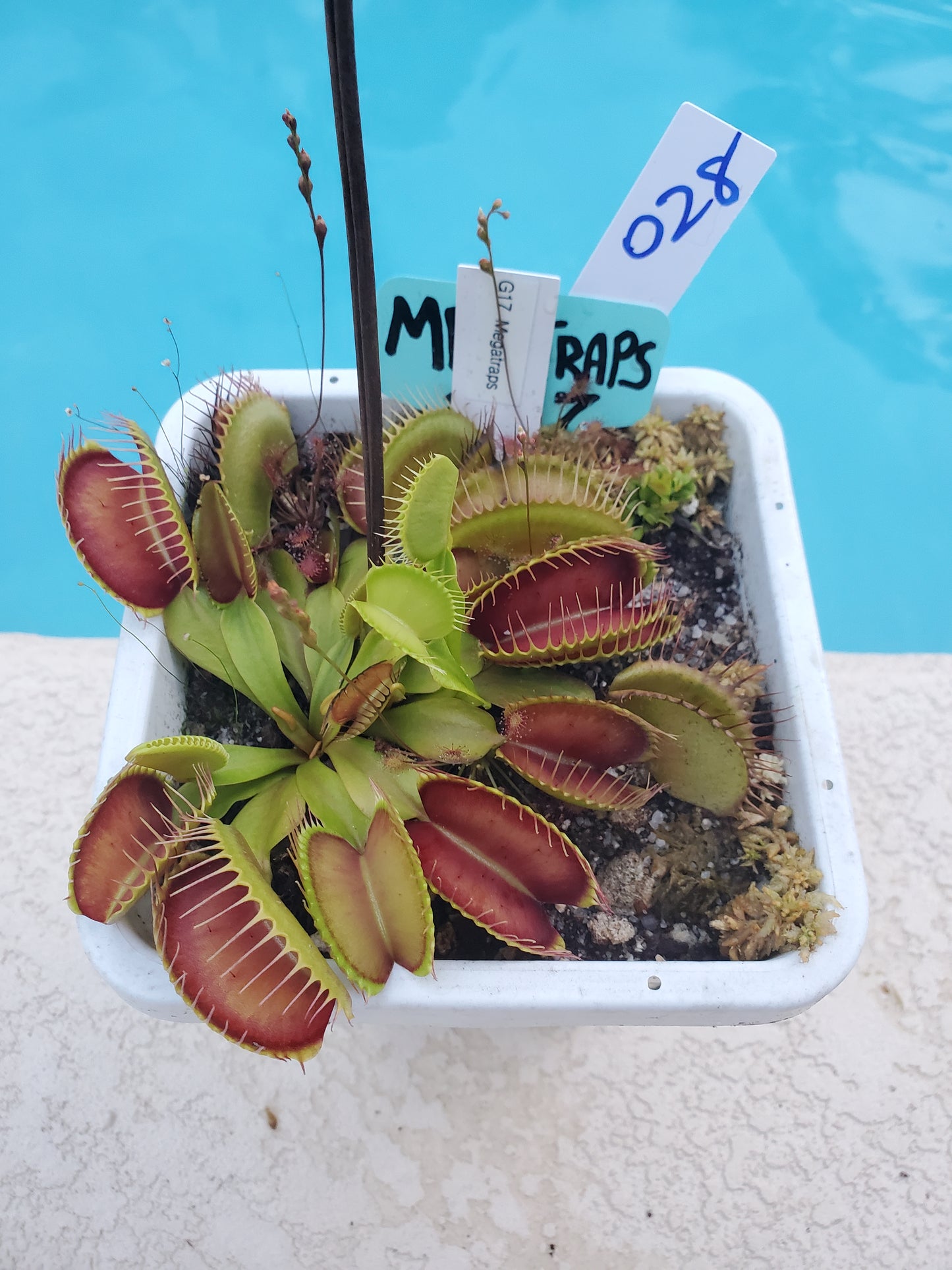 Get me that plant - 028 - G17 Megatraps Venus Flytrap Carnivorous plant