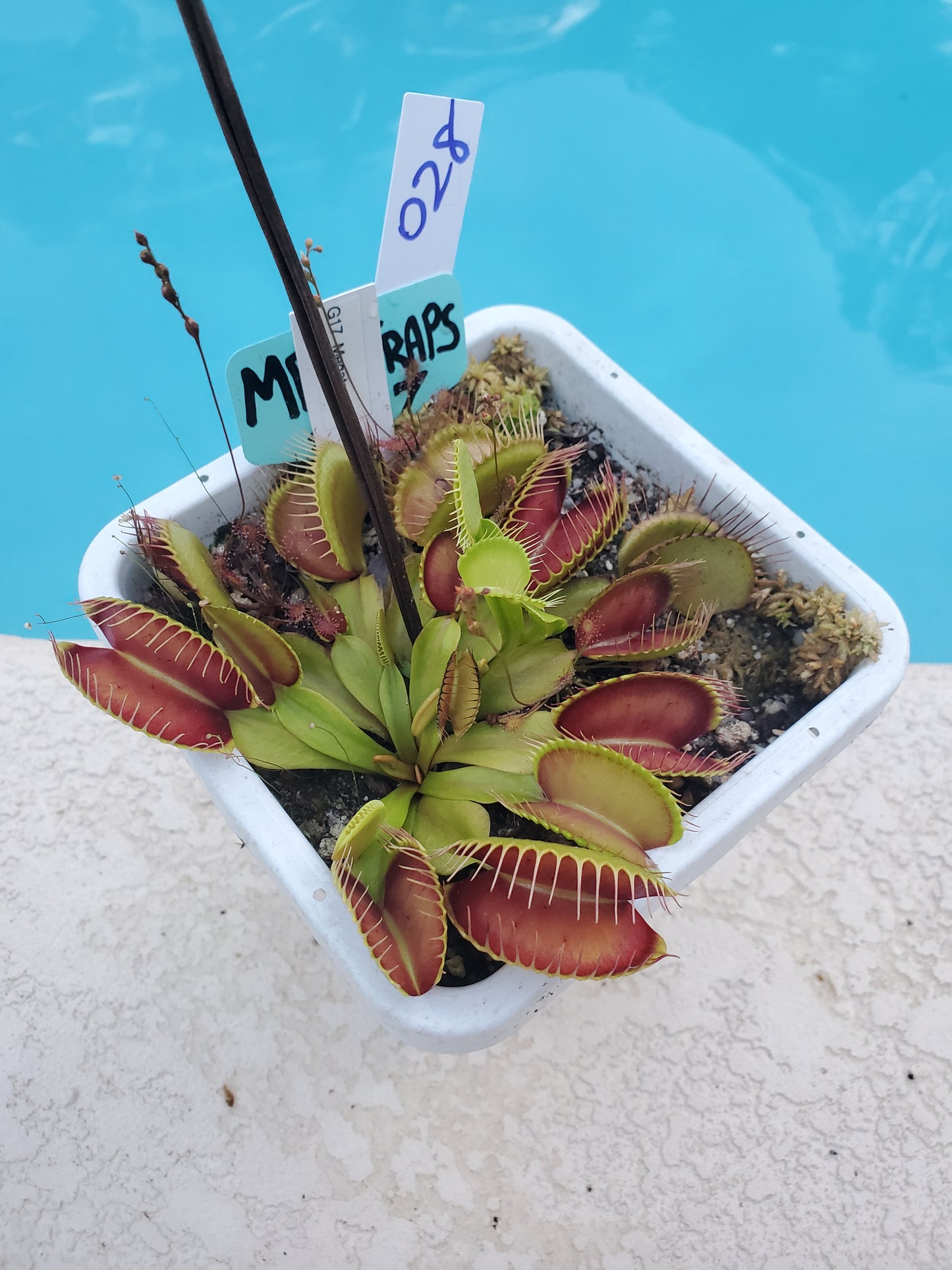 Get me that plant - 028 - G17 Megatraps Venus Flytrap Carnivorous plant