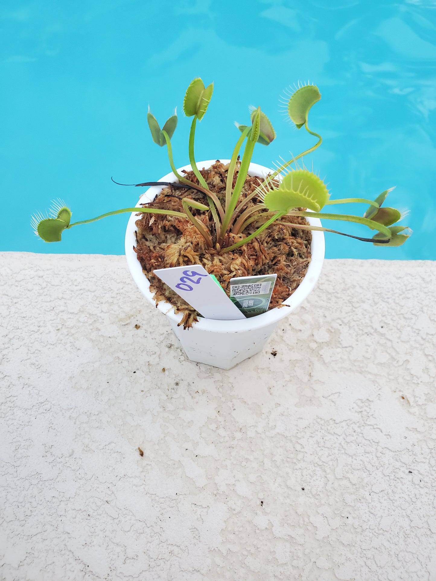 Get me that plant - 029 - WIP Slim Snapper Venus Flytrap Carnivorous plant