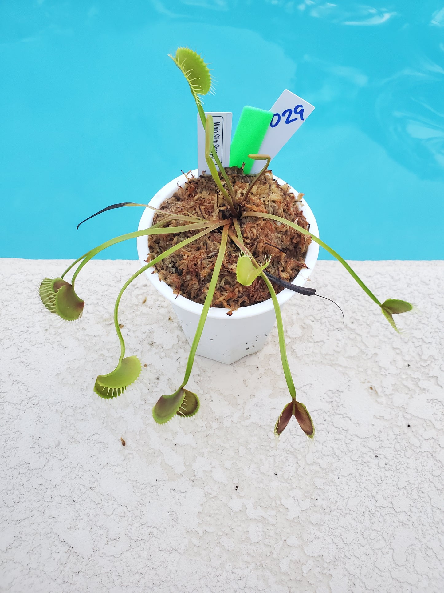 Get me that plant - 029 - WIP Slim Snapper Venus Flytrap Carnivorous plant