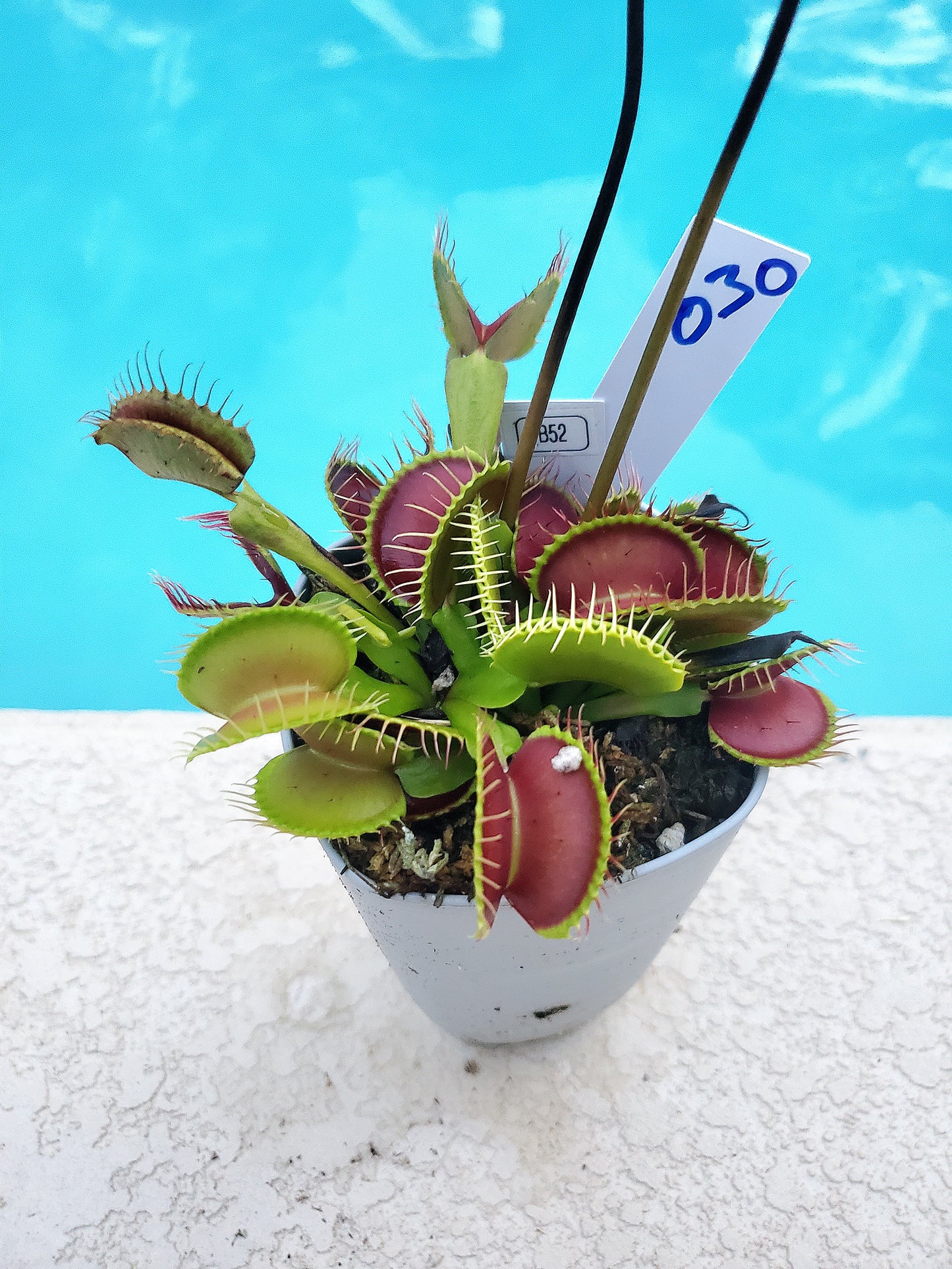 Get me that plant - 030 - B52 Venus Flytrap Carnivorous plant
