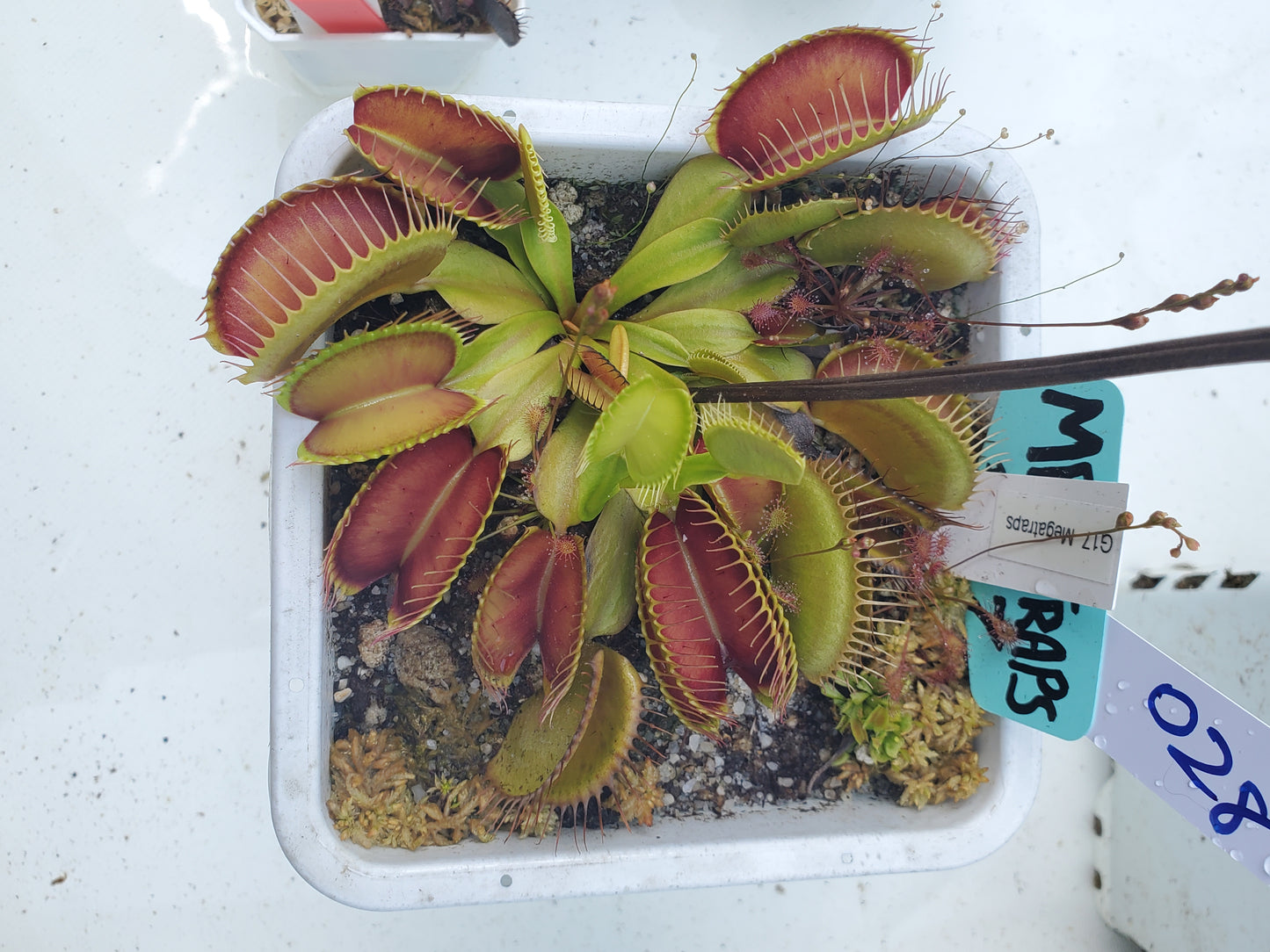 Get me that plant - 028 - G17 Megatraps Venus Flytrap Carnivorous plant