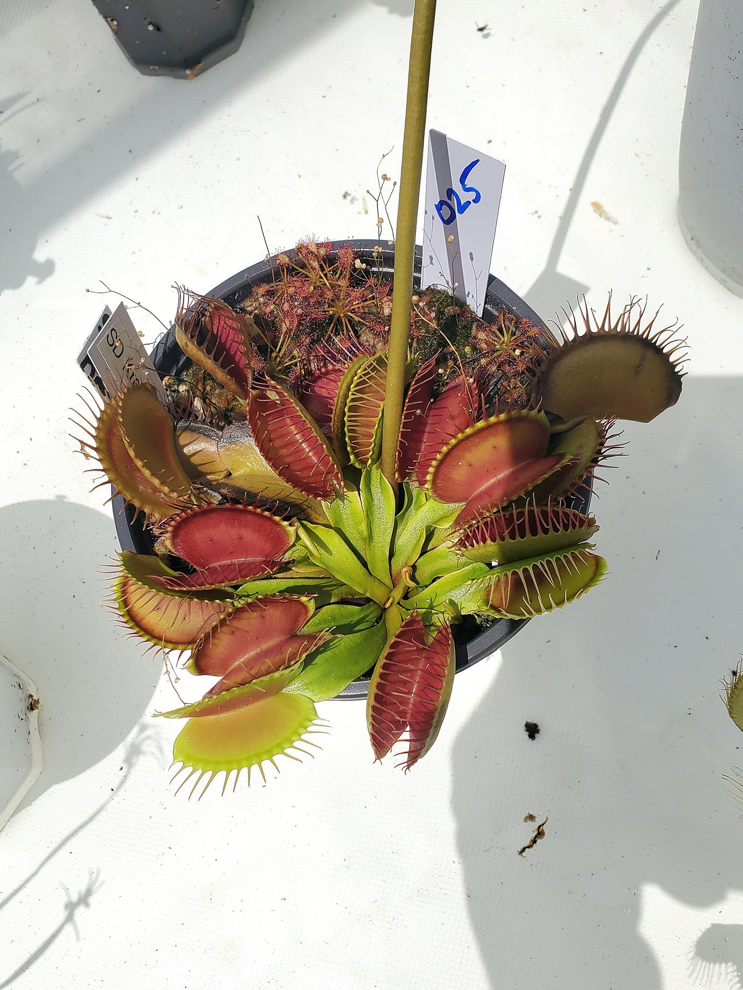 Get me that plant - 025 - SD Kronos Venus Flytrap Carnivorous plant
