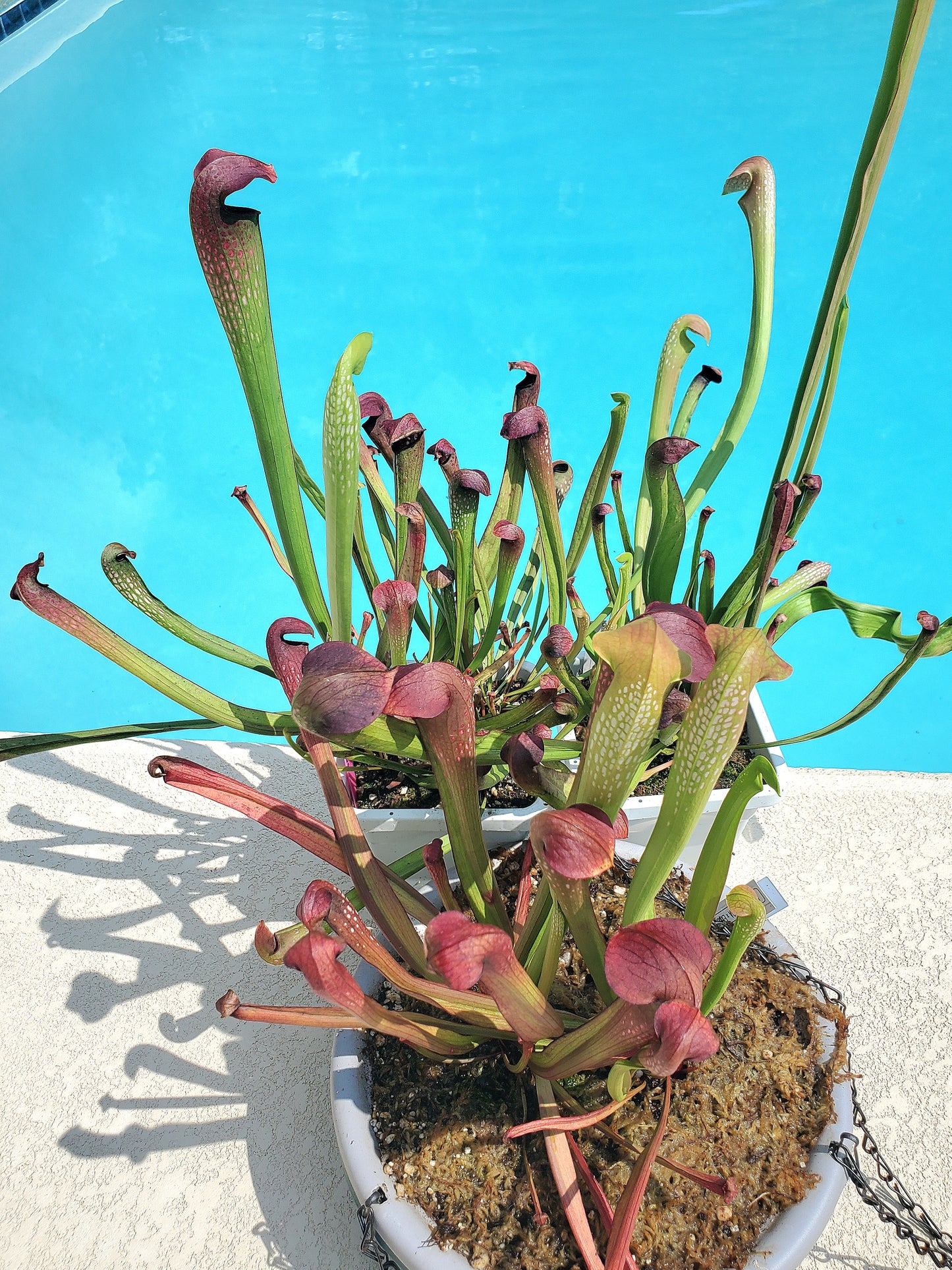 Pitcher Plant - Sarracenia Minor Okee x Excellens Pink Clone Carnivorous Live Plant