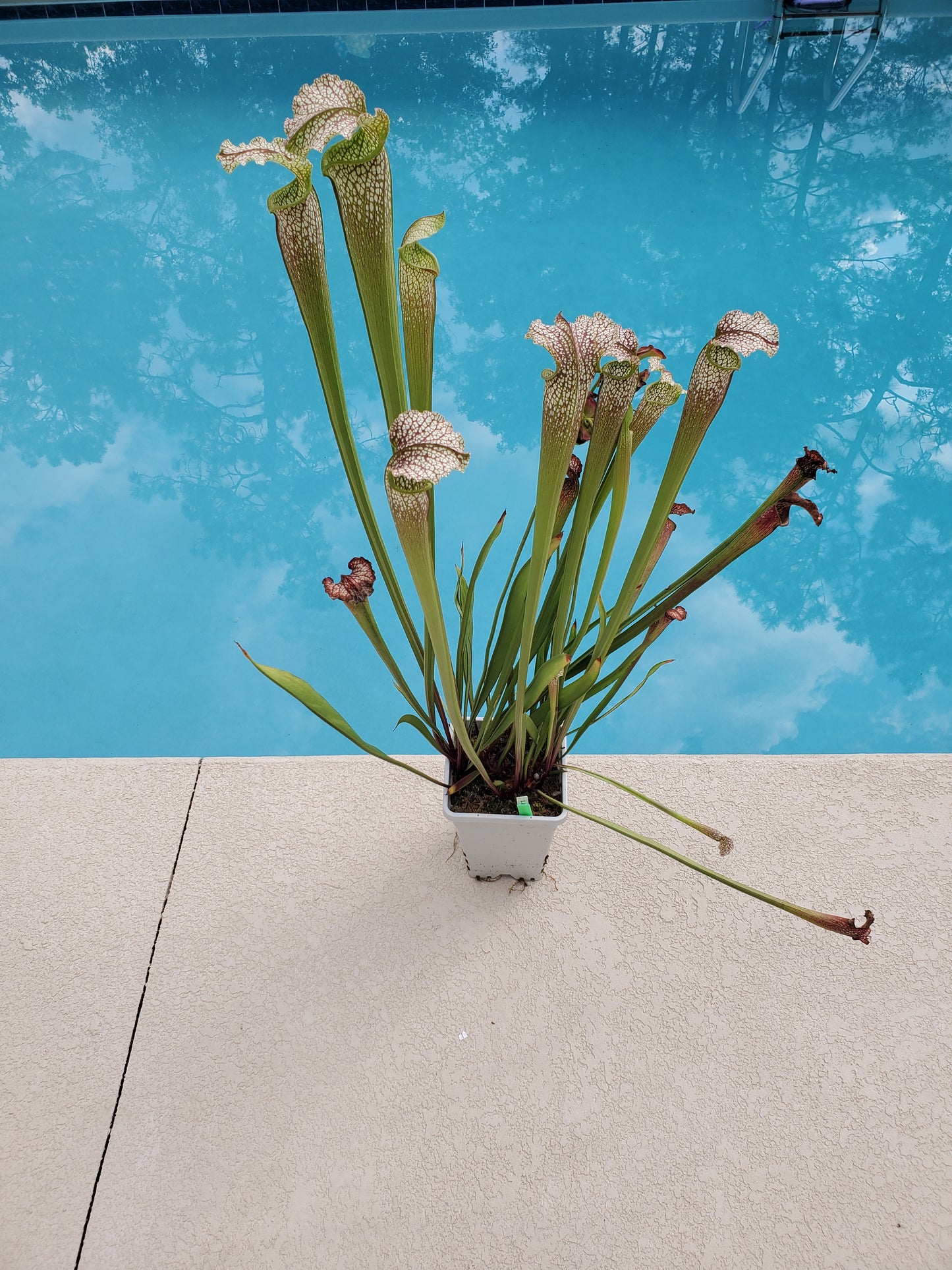 Pitcher Plant - Sarracenia Jessica X Wilkersons Red Rocket Carnivorous Live Plant