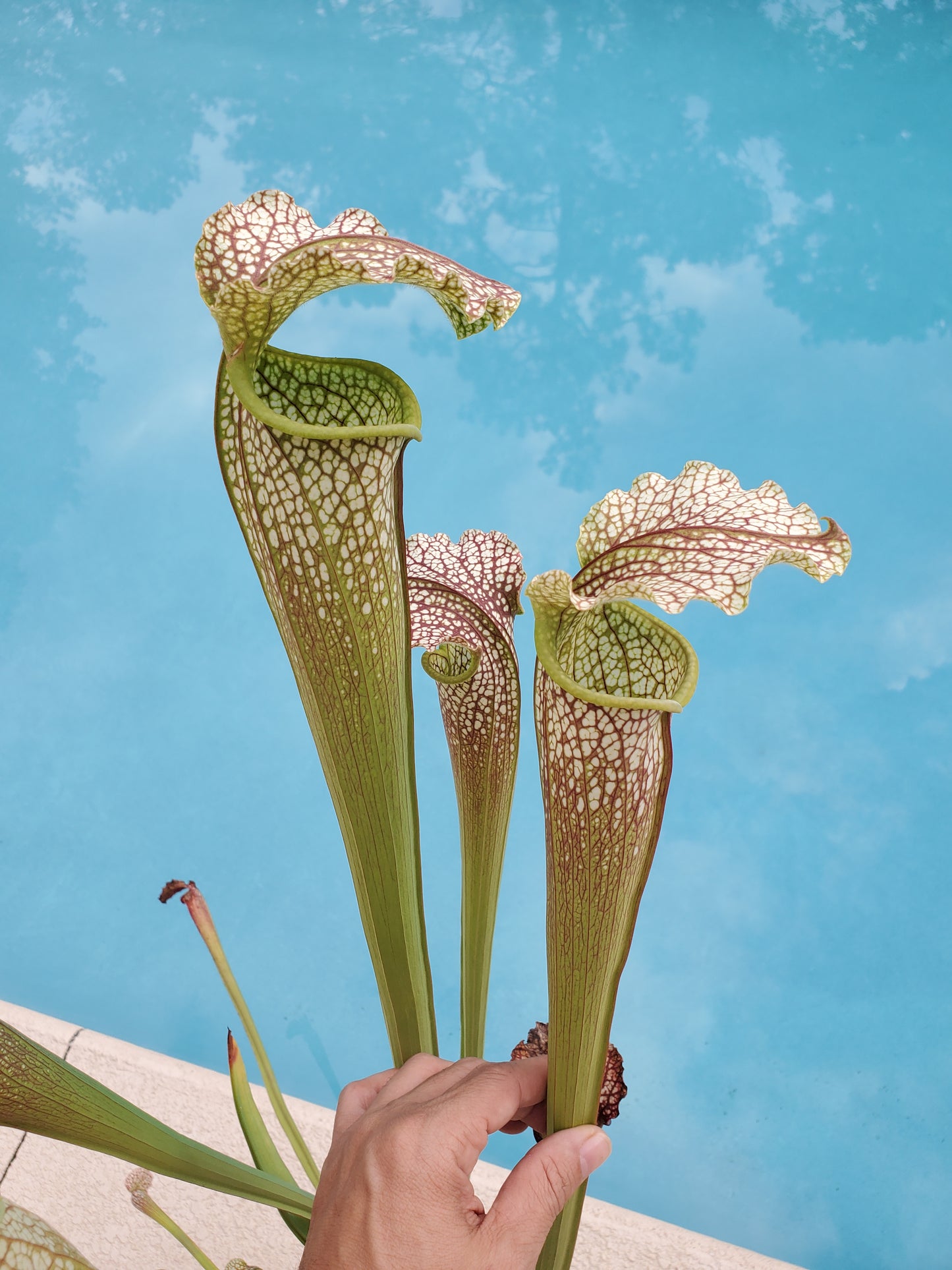Pitcher Plant - Sarracenia Jessica X Wilkersons Red Rocket Carnivorous Live Plant