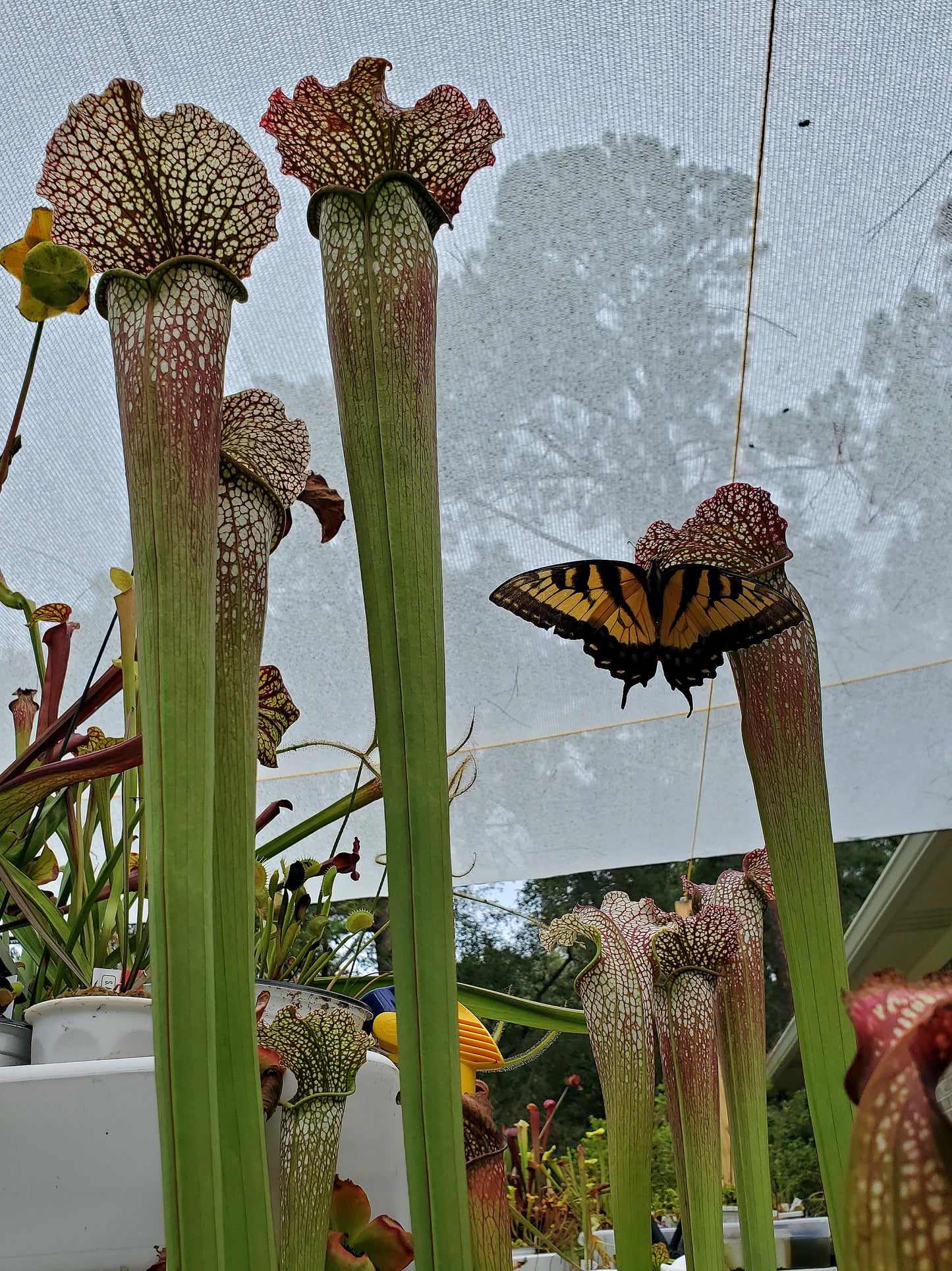 Pitcher Plant - Sarracenia Jessica X Wilkersons Red Rocket Carnivorous Live Plant