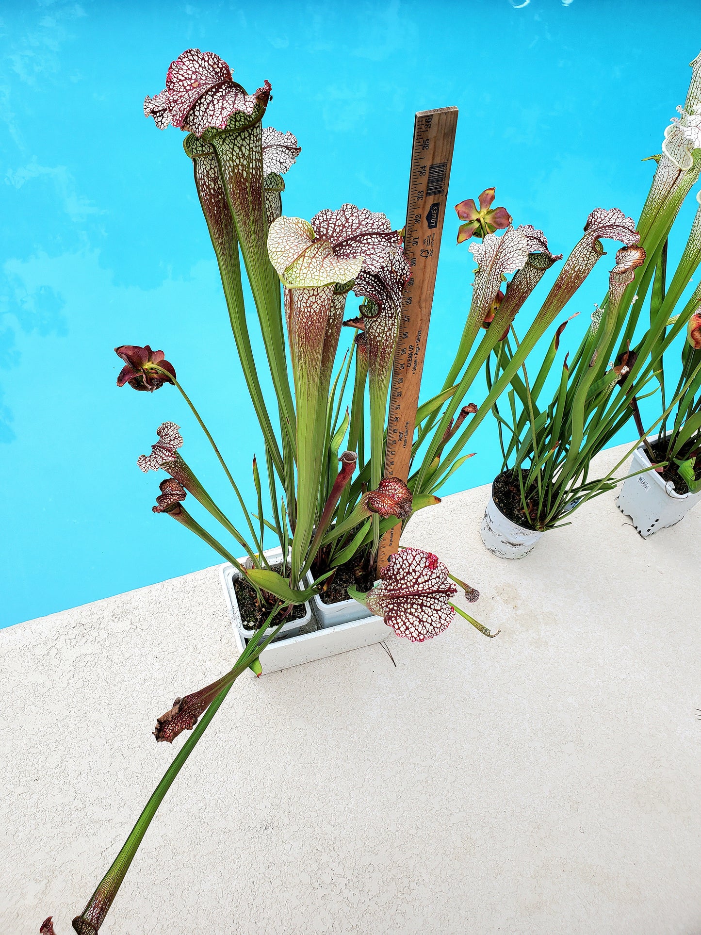 Pitcher Plant - Sarracenia Jessica X Wilkersons Red Rocket Carnivorous Live Plant