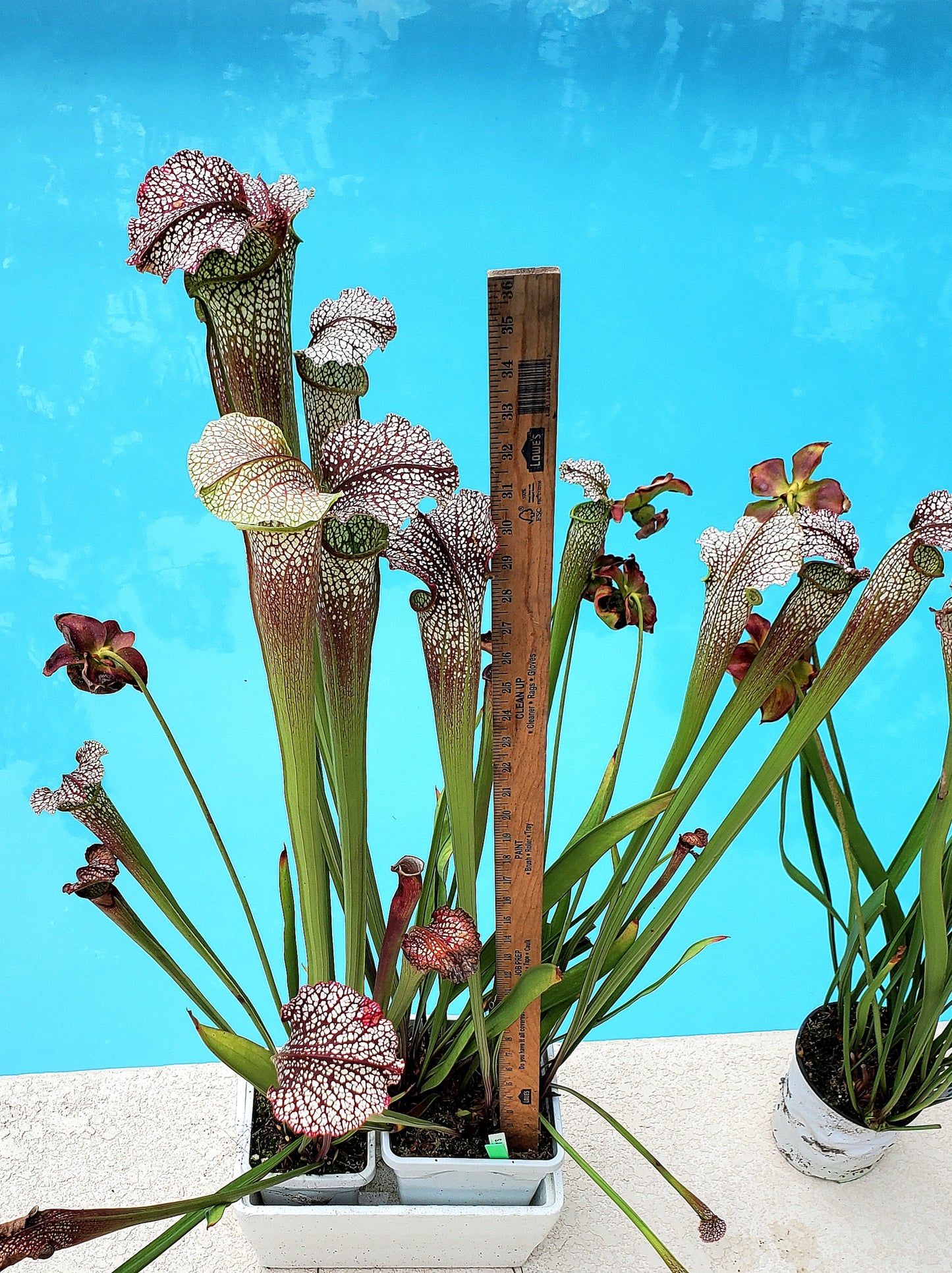 Pitcher Plant - Sarracenia Jessica X Wilkersons Red Rocket Carnivorous Live Plant