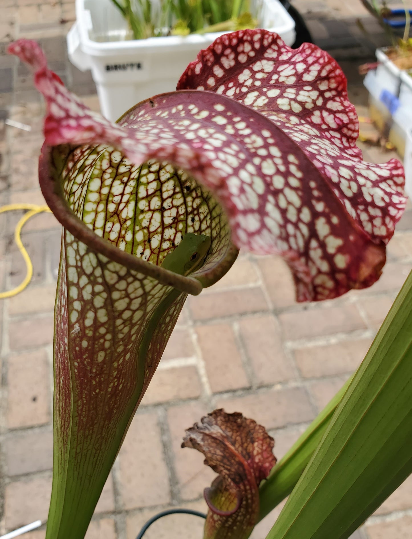 Pitcher Plant - Sarracenia Jessica X Wilkersons Red Rocket Carnivorous Live Plant