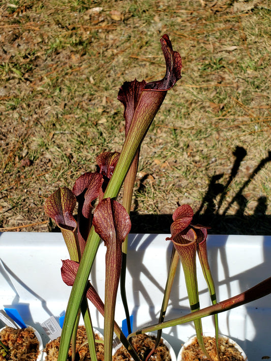 Pitcher Plant - Sarracenia Lamentations - Carnivorous Live Plant