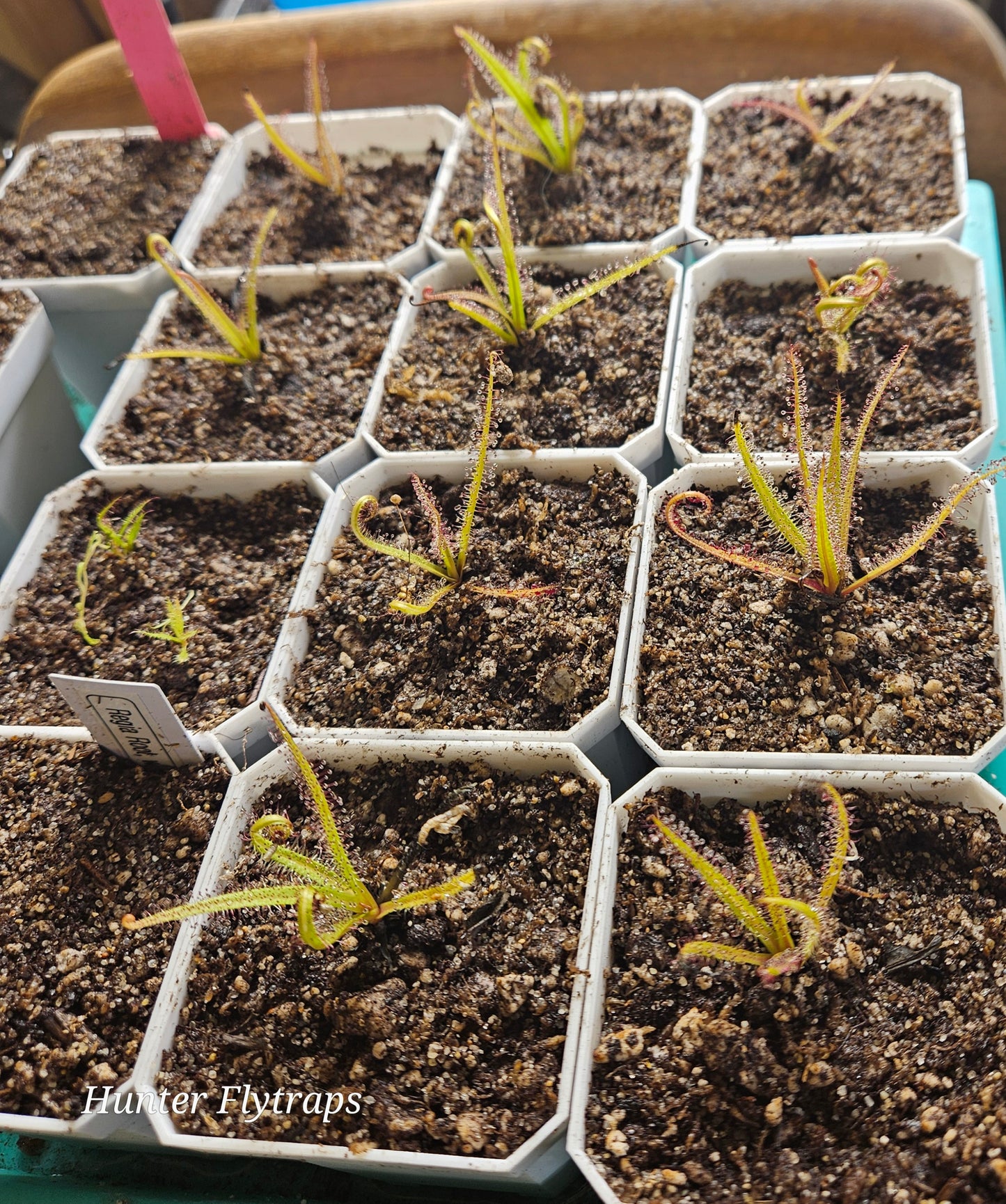 Drosera Regia (King Sundew) Lil' Kings