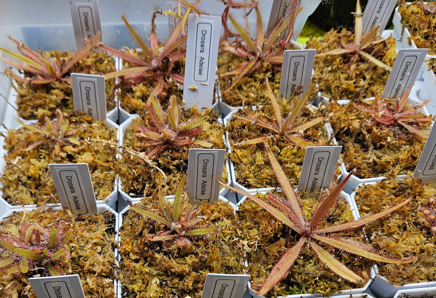 Drosera Adelae- Lance-Leaved Sundew