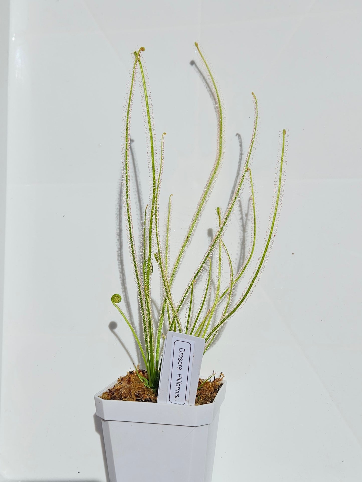 Drosera Filiformis - Thread leaved sundew