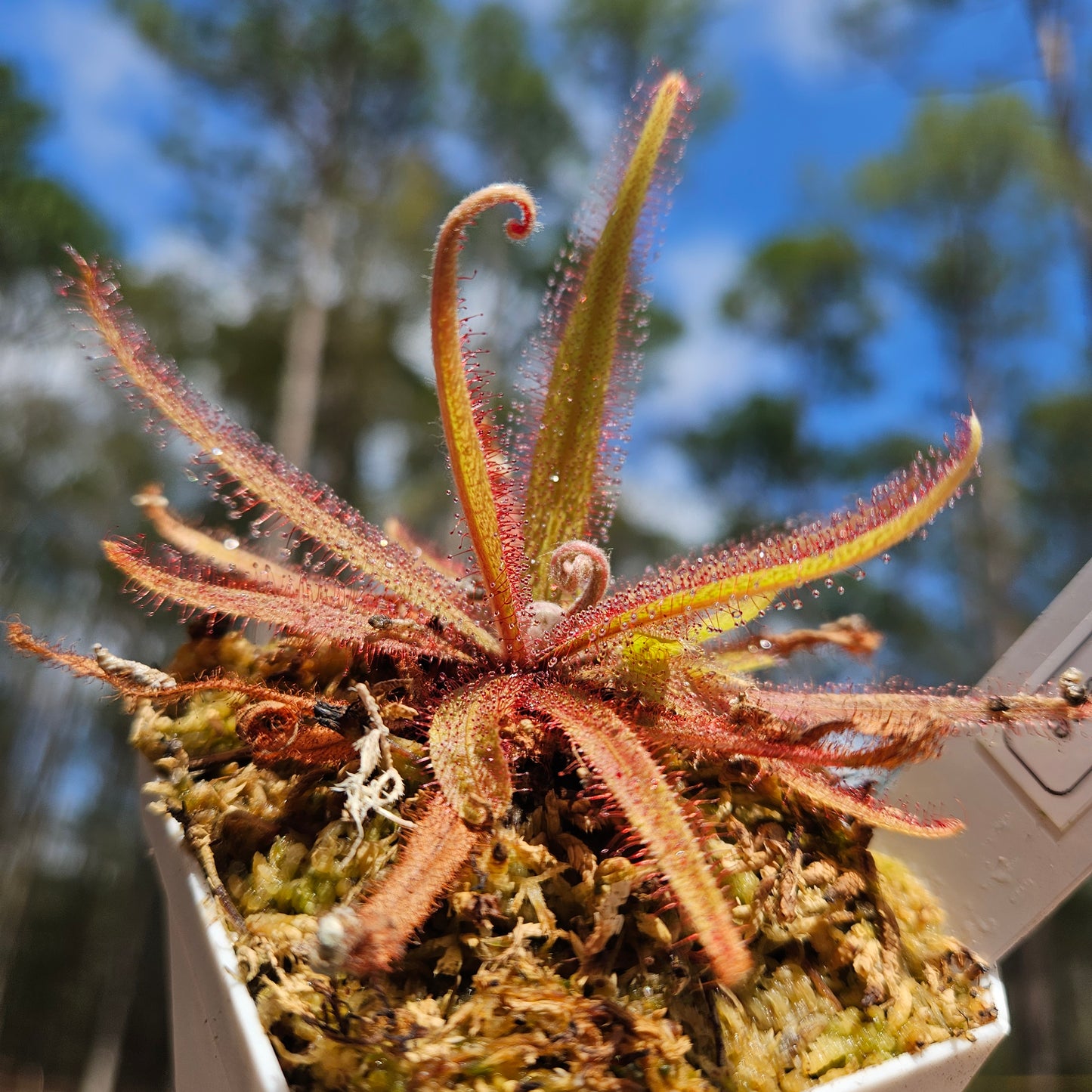 Drosera Adelae- Lance-Leaved Sundew