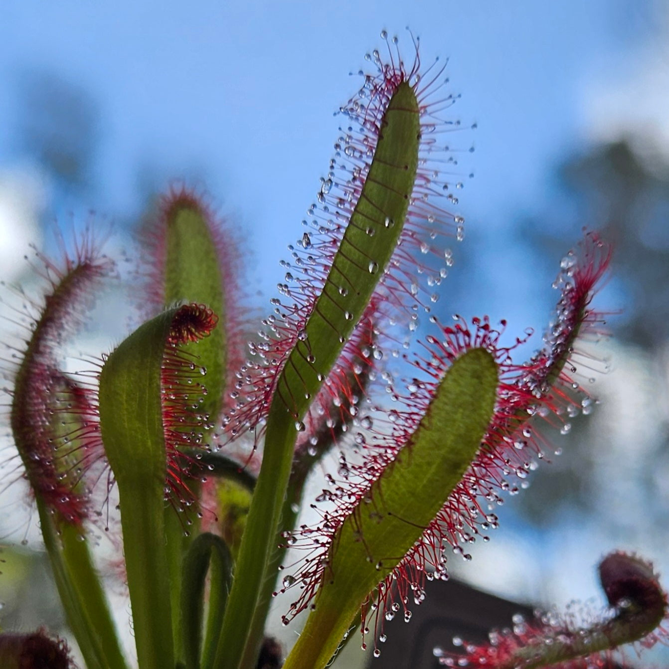 Drosera Hercules x Self Sundew Carnivorous Plant