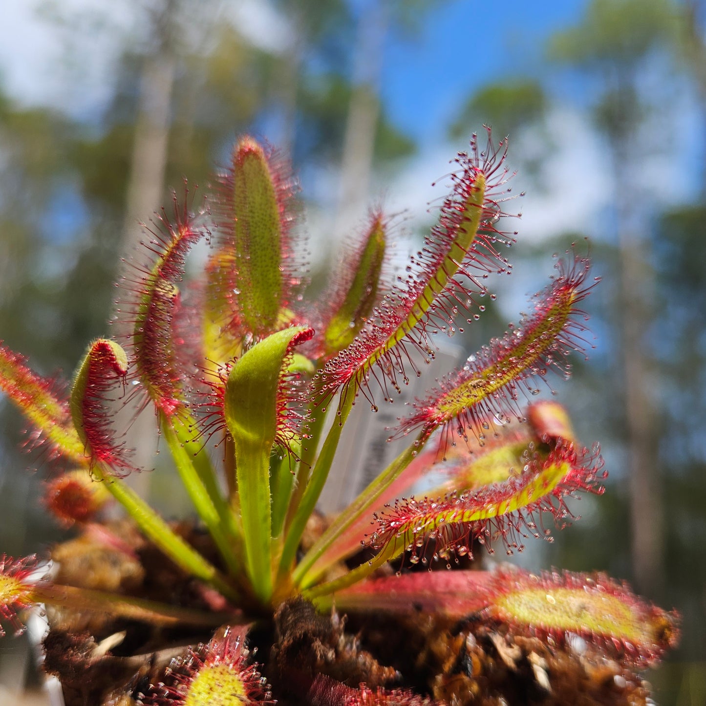 Drosera Hercules x Self Sundew Carnivorous Plant
