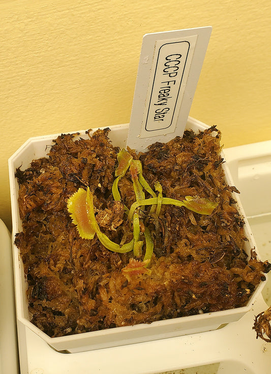 Freaky Star - Venus Flytrap Carnivorous Plant