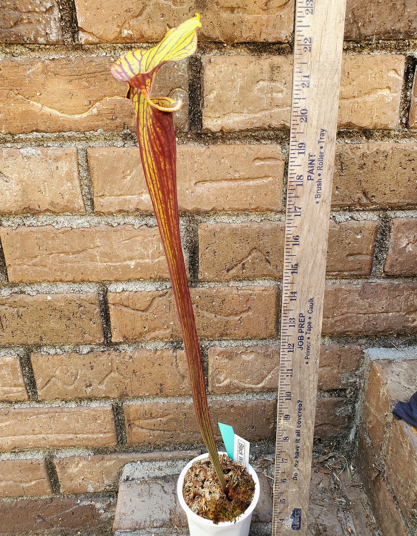 The plant size received of black widow sarracenia