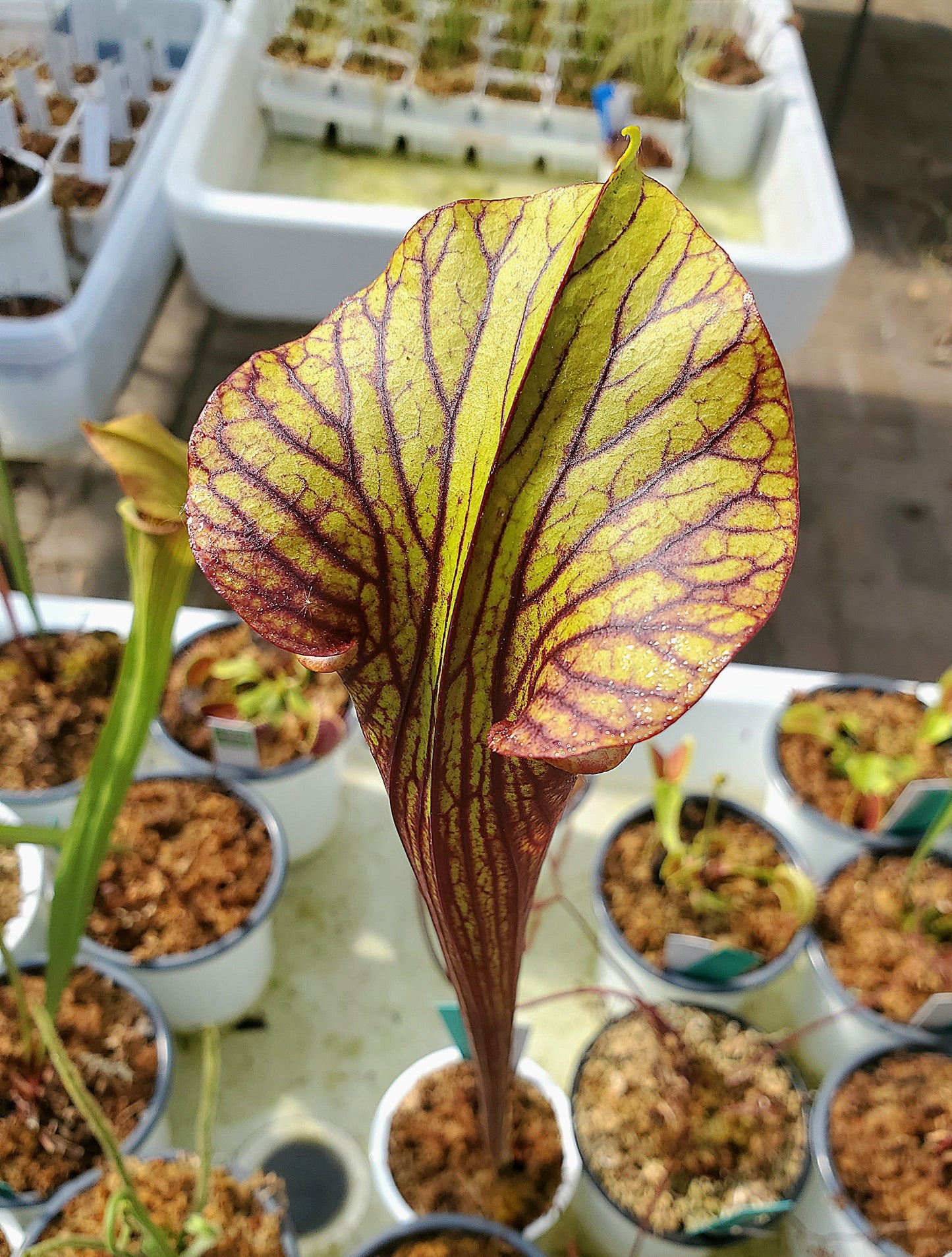 Pitcher Plant - Sarracenia Black Widow Carnivorous Live Plant