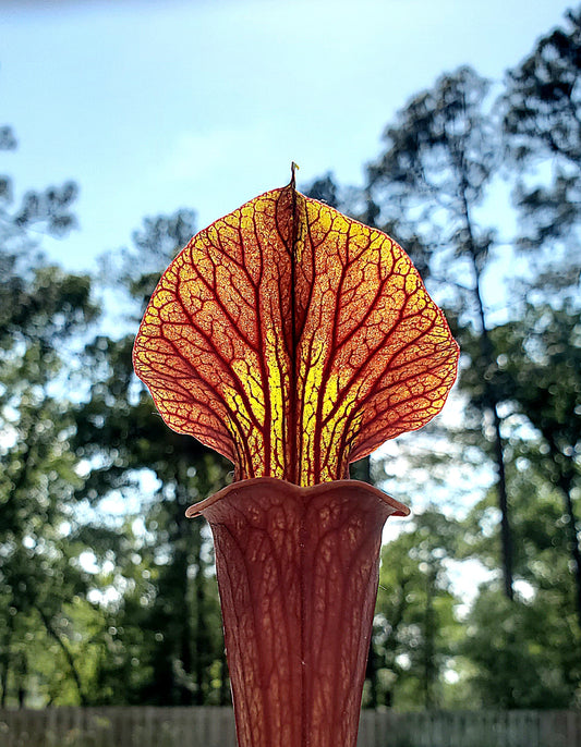 Pitcher Plant - Sarracenia Black Widow Carnivorous Live Plant