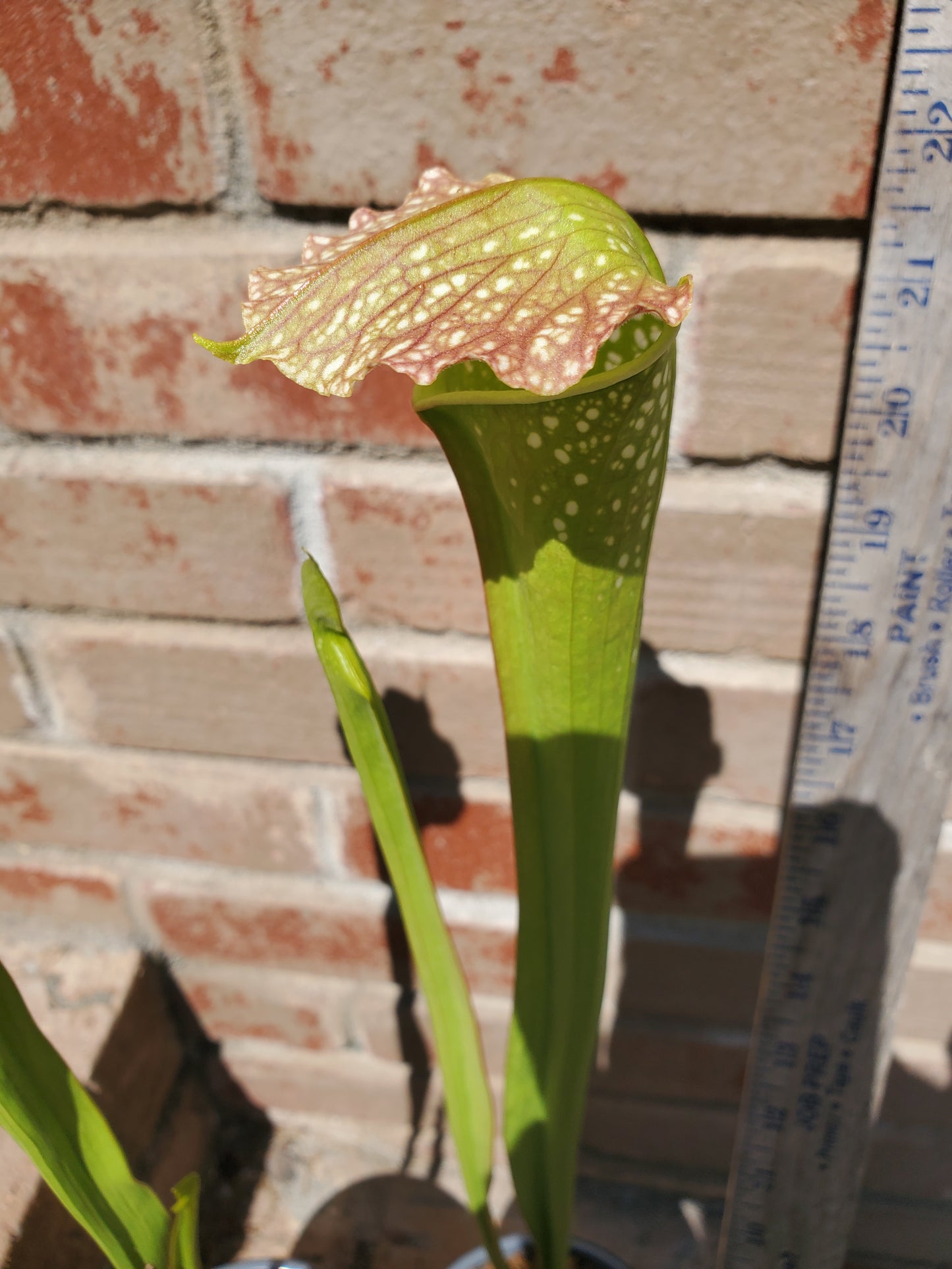 Pitcher Plant - Sarracenia Leuco Red x Minor Giant - Carnivorous Live Plant