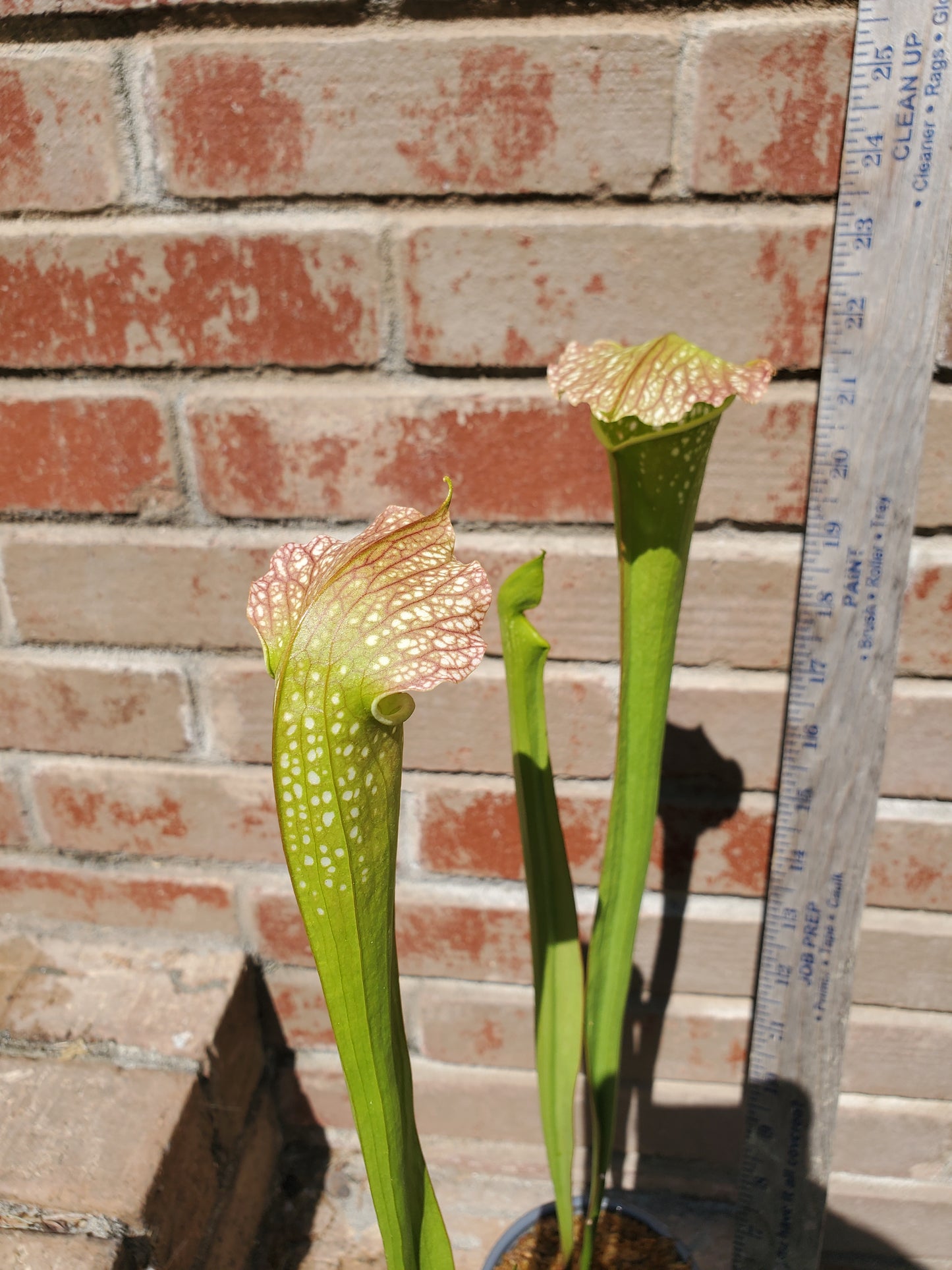 Pitcher Plant - Sarracenia Leuco Red x Minor Giant - Carnivorous Live Plant