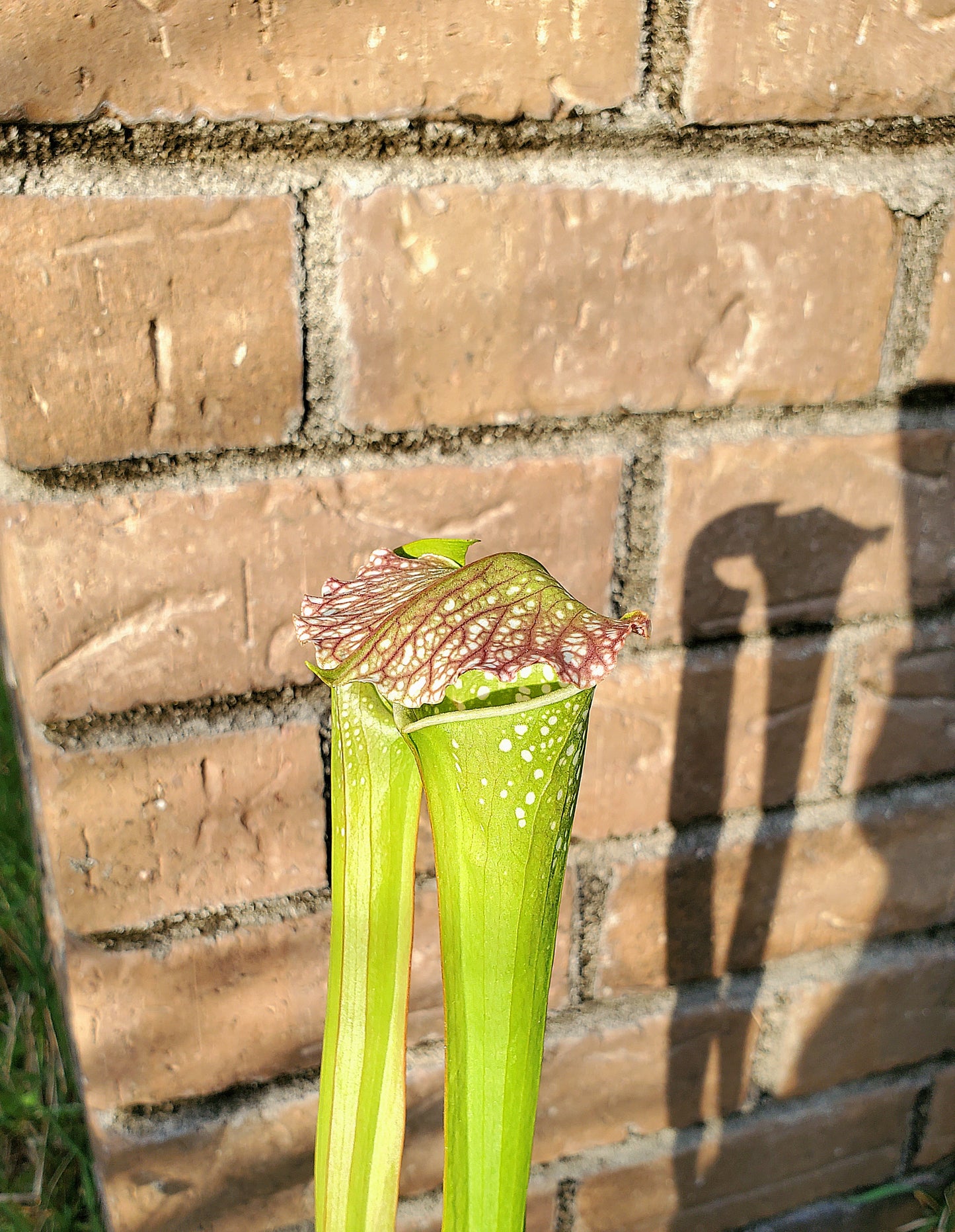 Pitcher Plant - Sarracenia Leuco Red x Minor Giant - Carnivorous Live Plant