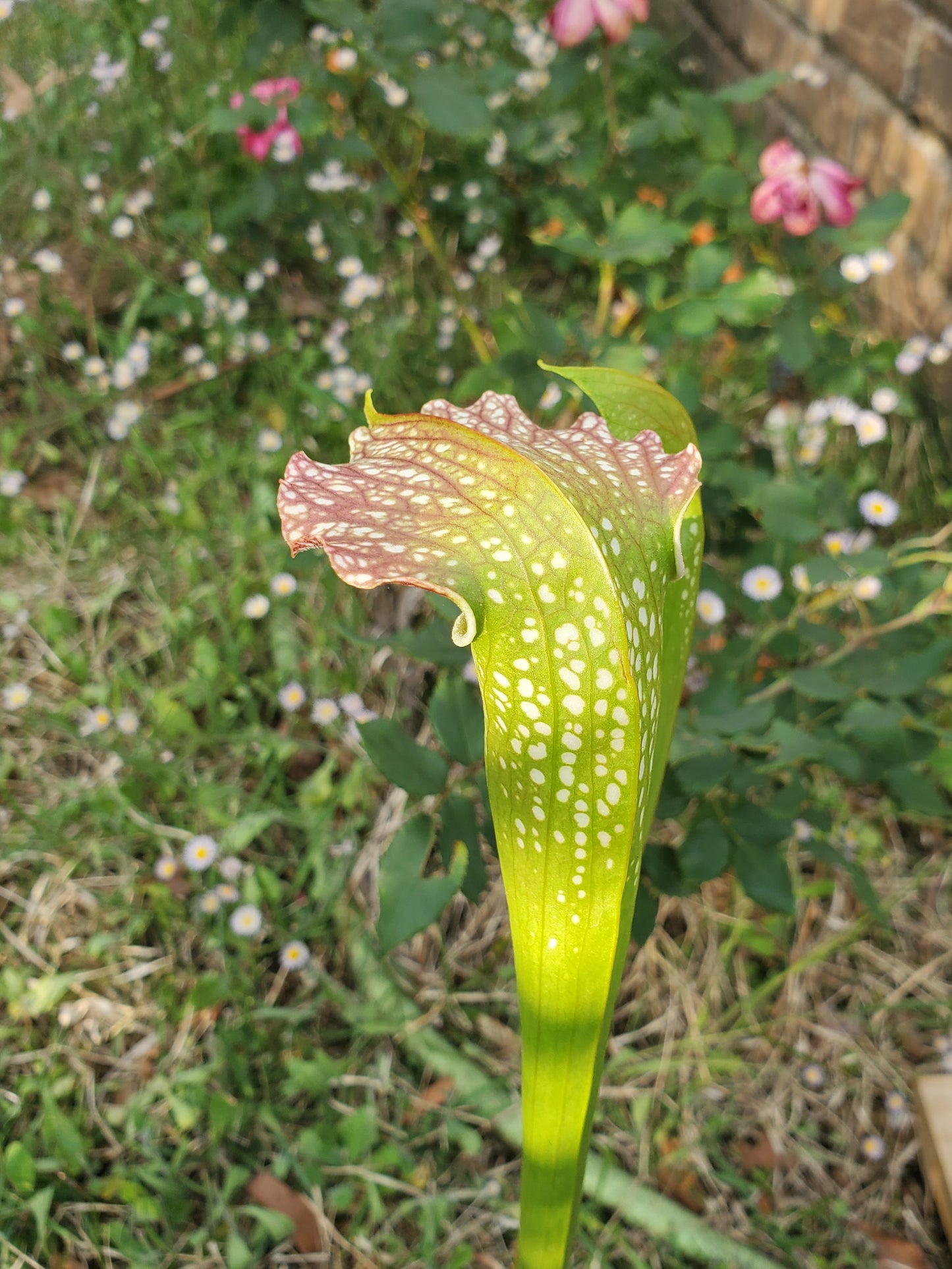 Pitcher Plant - Sarracenia Leuco Red x Minor Giant - Carnivorous Live Plant