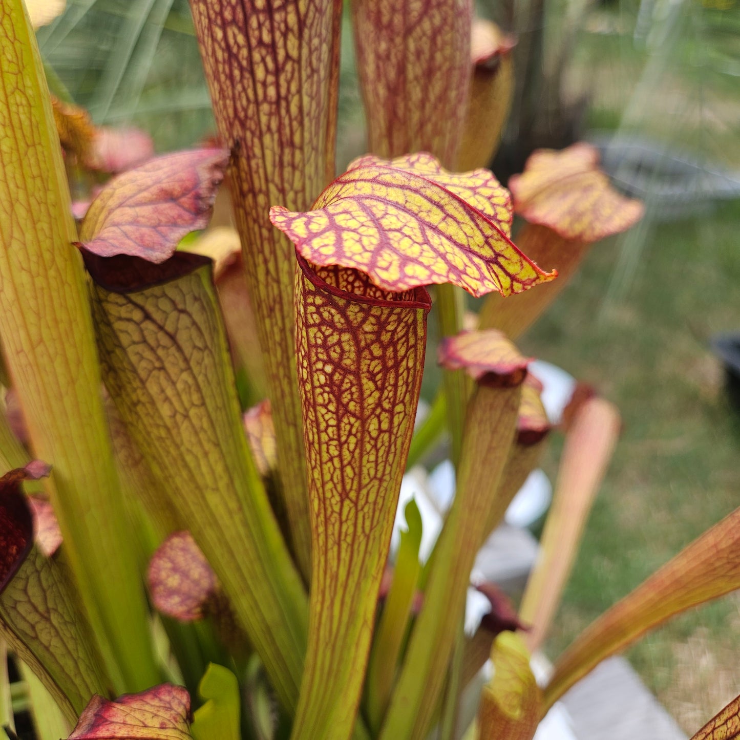 Pitcher Plant - Sarracenia x Red Vein Trumpet Carnivorous Live Plant
