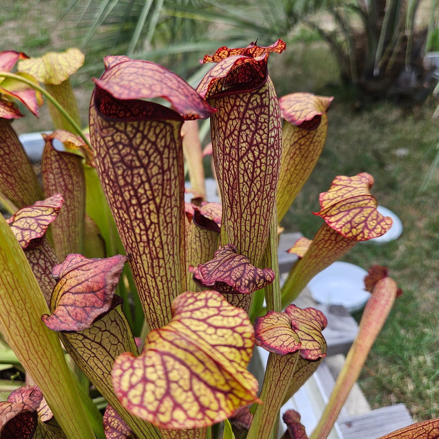 Pitcher Plant - Sarracenia x Red Vein Trumpet Carnivorous Live Plant