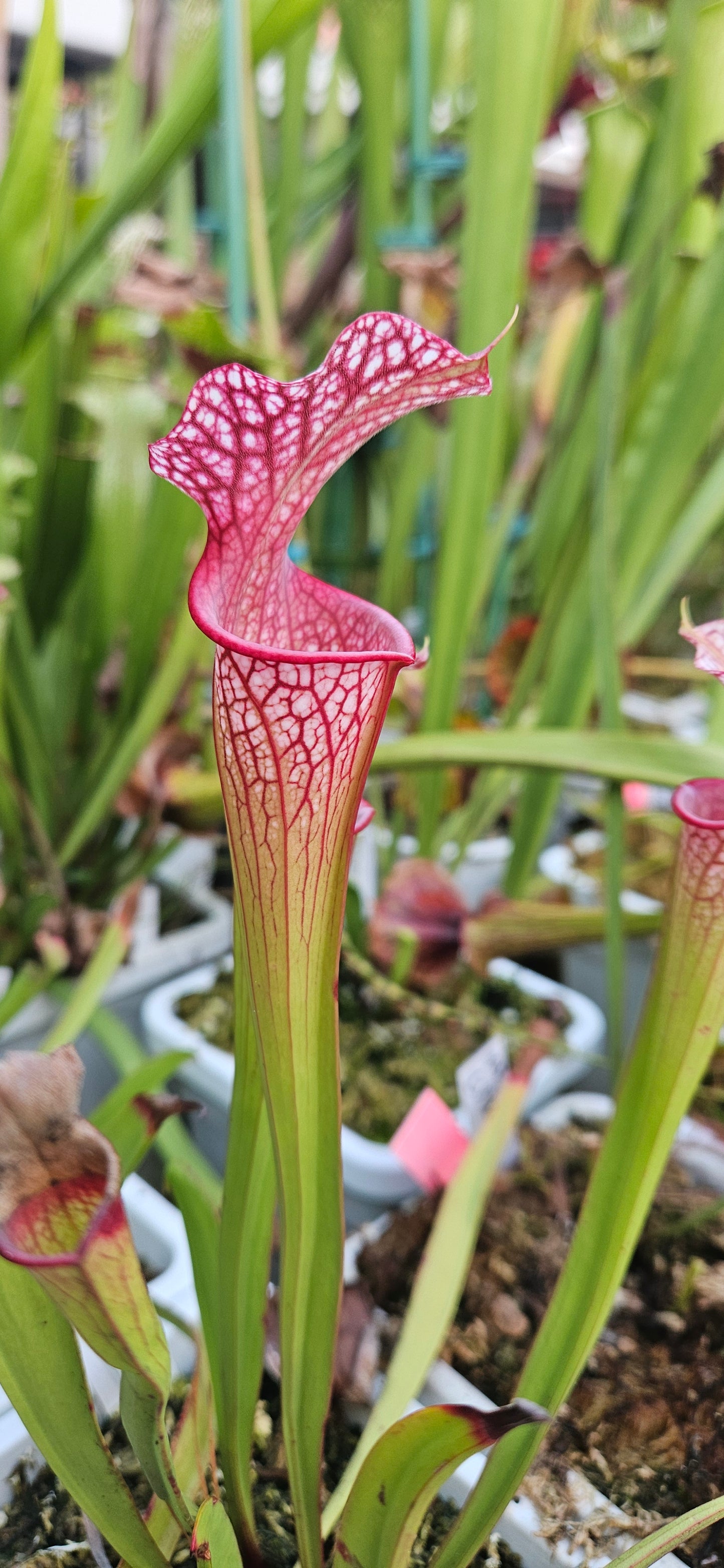 Pitcher Plant - Sarracenia Oreo x Adrian Slack - Carnivorous Live Plant