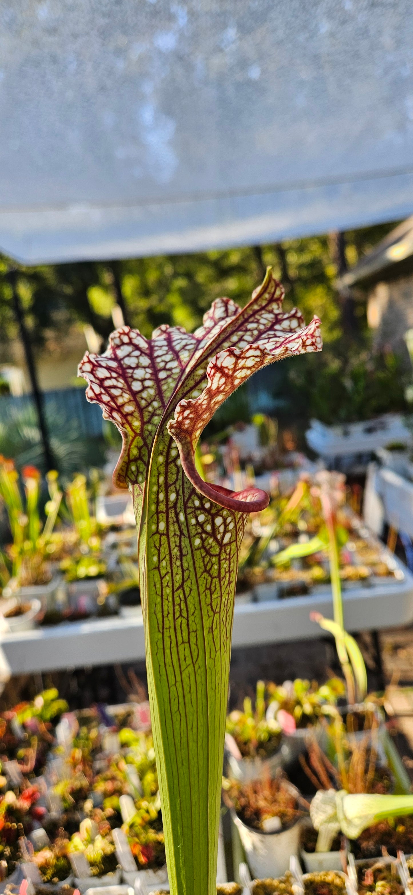 Pitcher Plant - Sarracenia Leucophylla Red (WRR x Frankin Co FL Clone B) x Adran Slack - VARIOUS COLORS - Carnivorous Live Plant