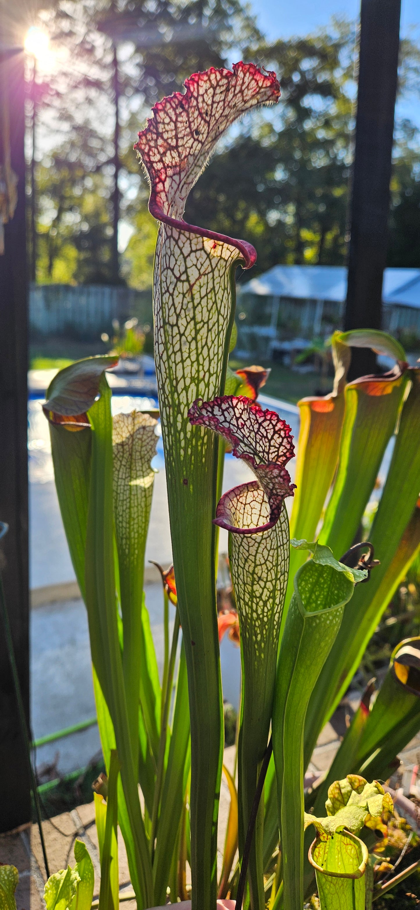 Pitcher Plant - Sarracenia Leucophylla AJ01