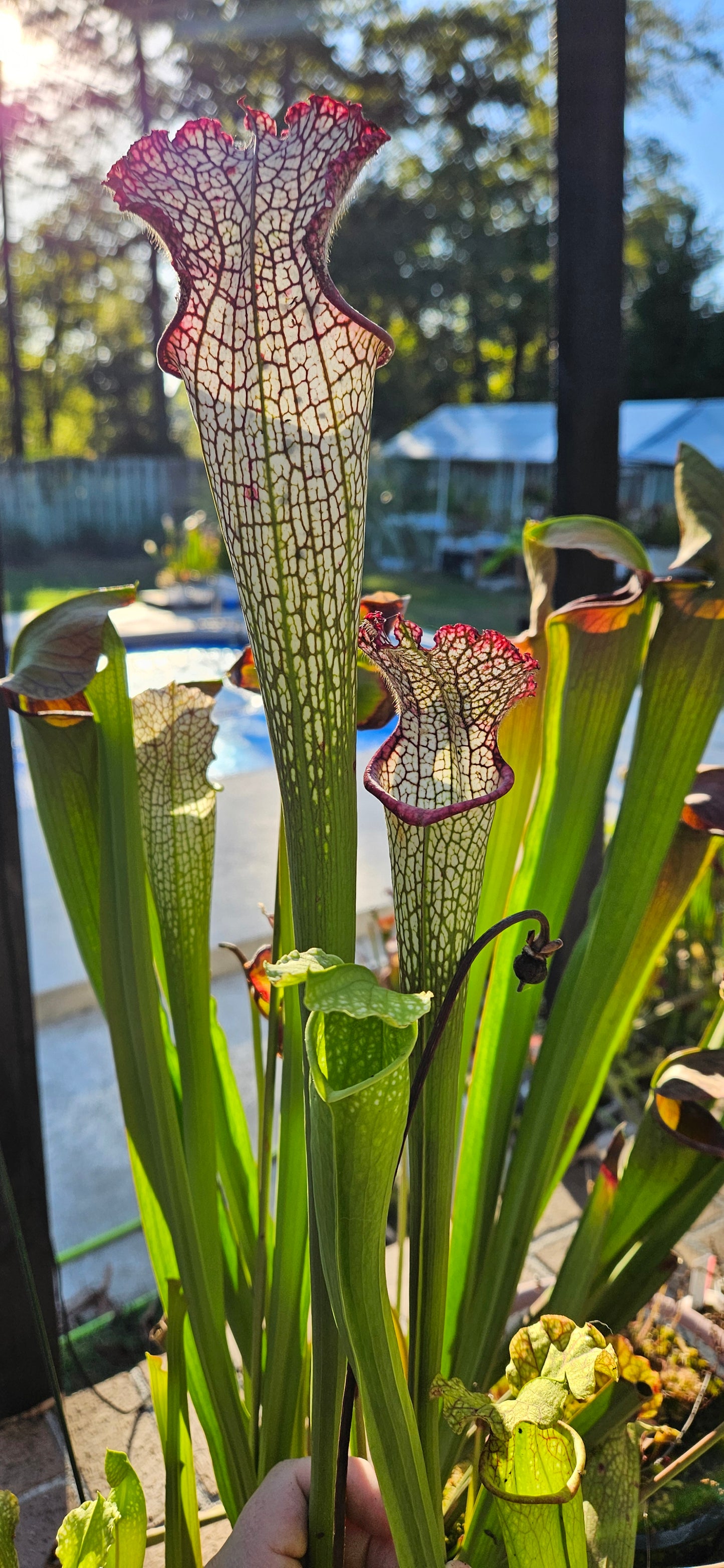 Pitcher Plant - Sarracenia Leucophylla AJ01