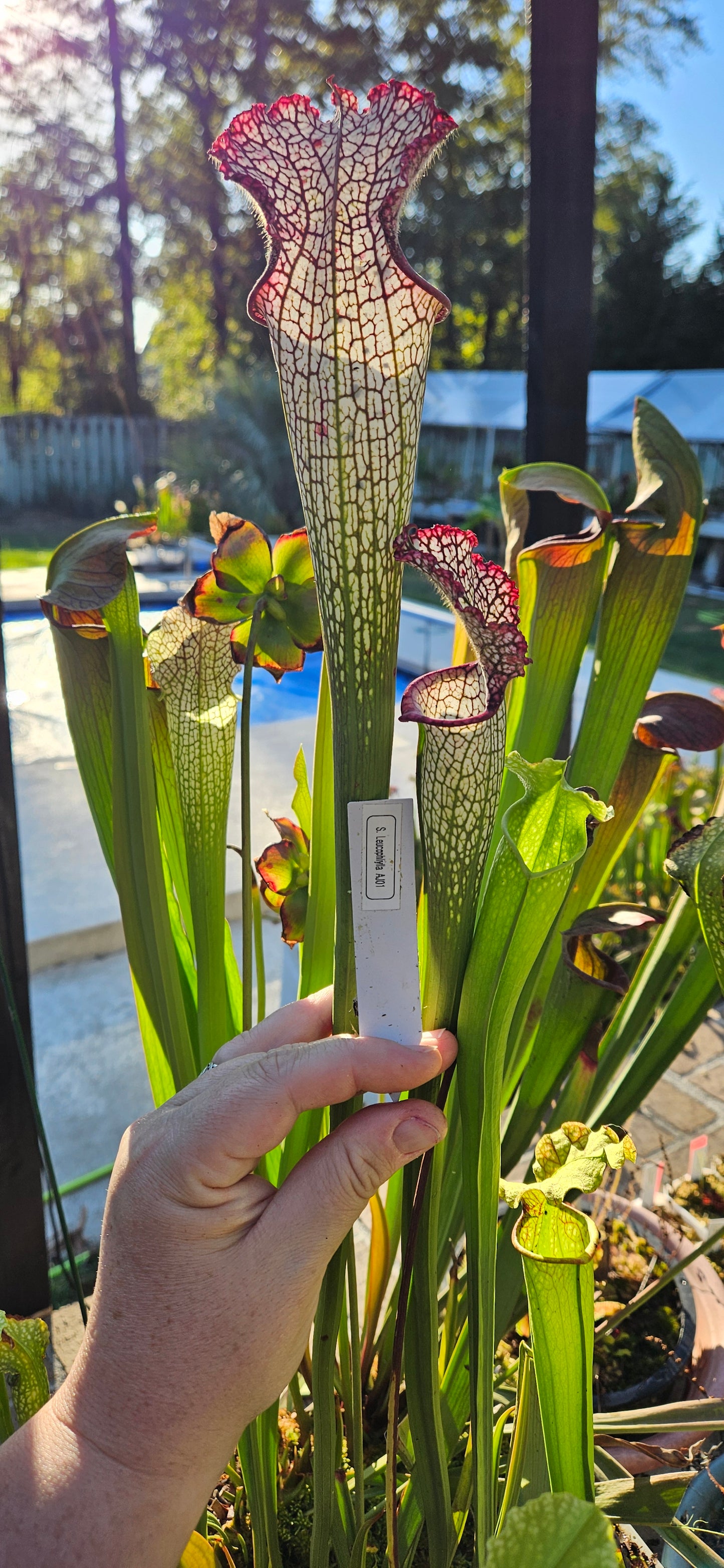 Pitcher Plant - Sarracenia Leucophylla AJ01