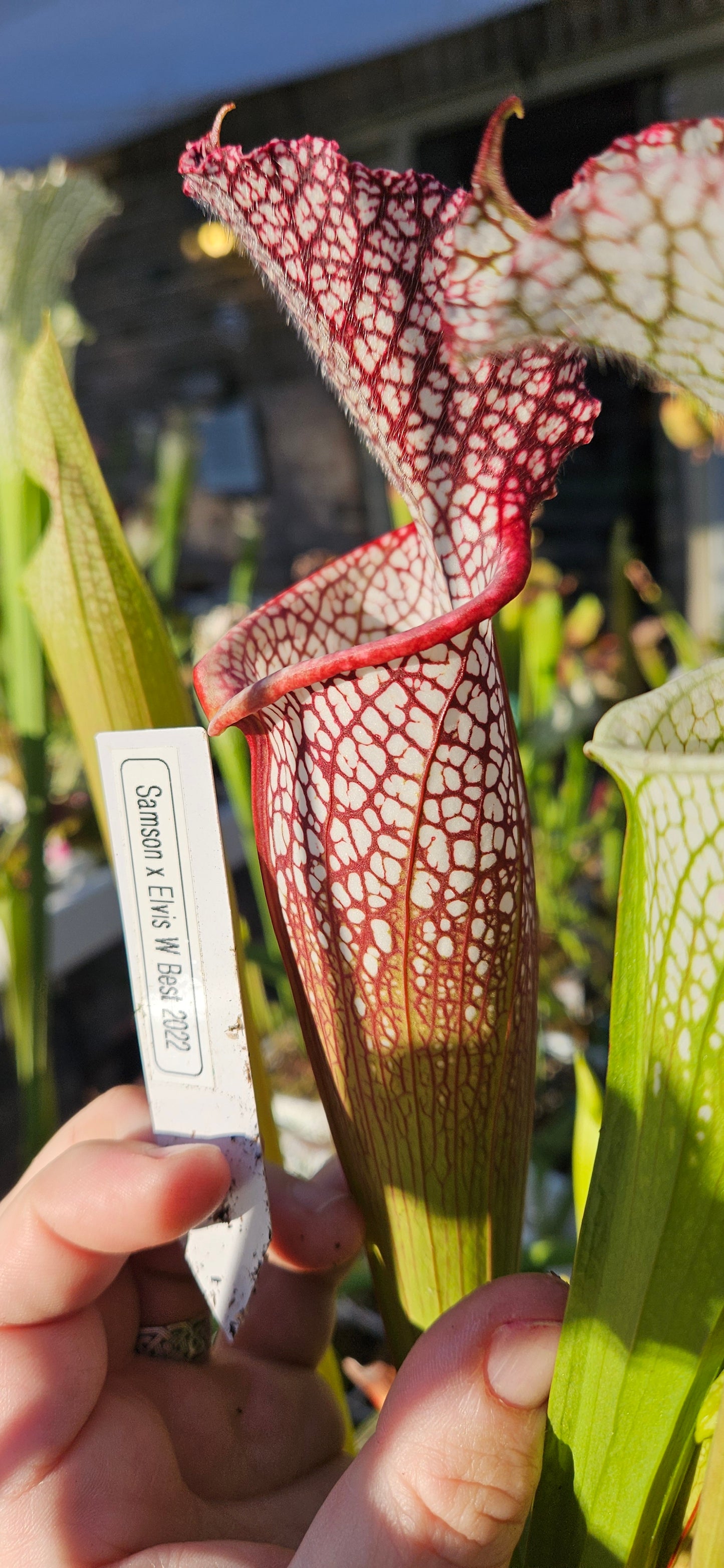 Pitcher Plant - Sarracenia Leucophylla Samson x Elvis Wilkerson Carnivorous Live Plant