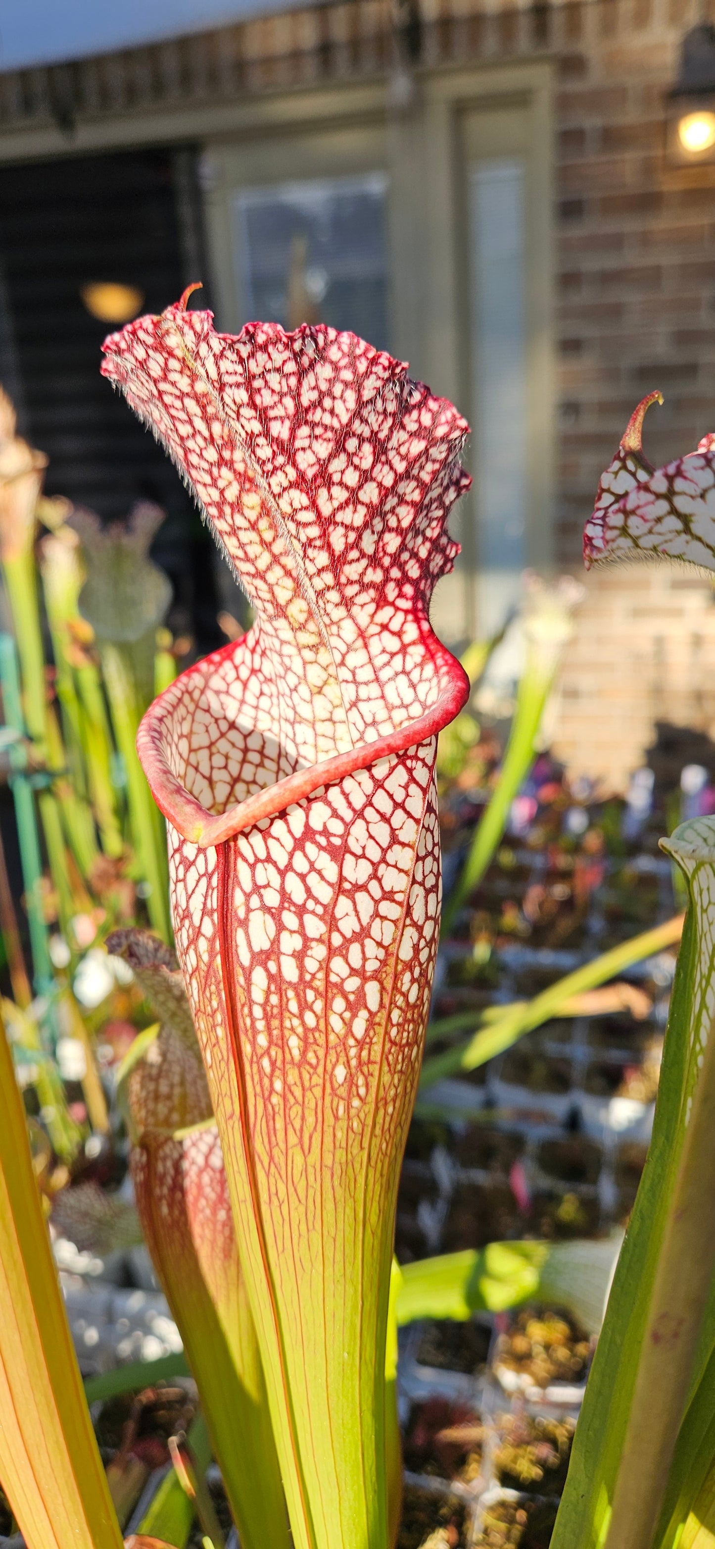 Pitcher Plant - Sarracenia Leucophylla Samson x Elvis Wilkerson Carnivorous Live Plant