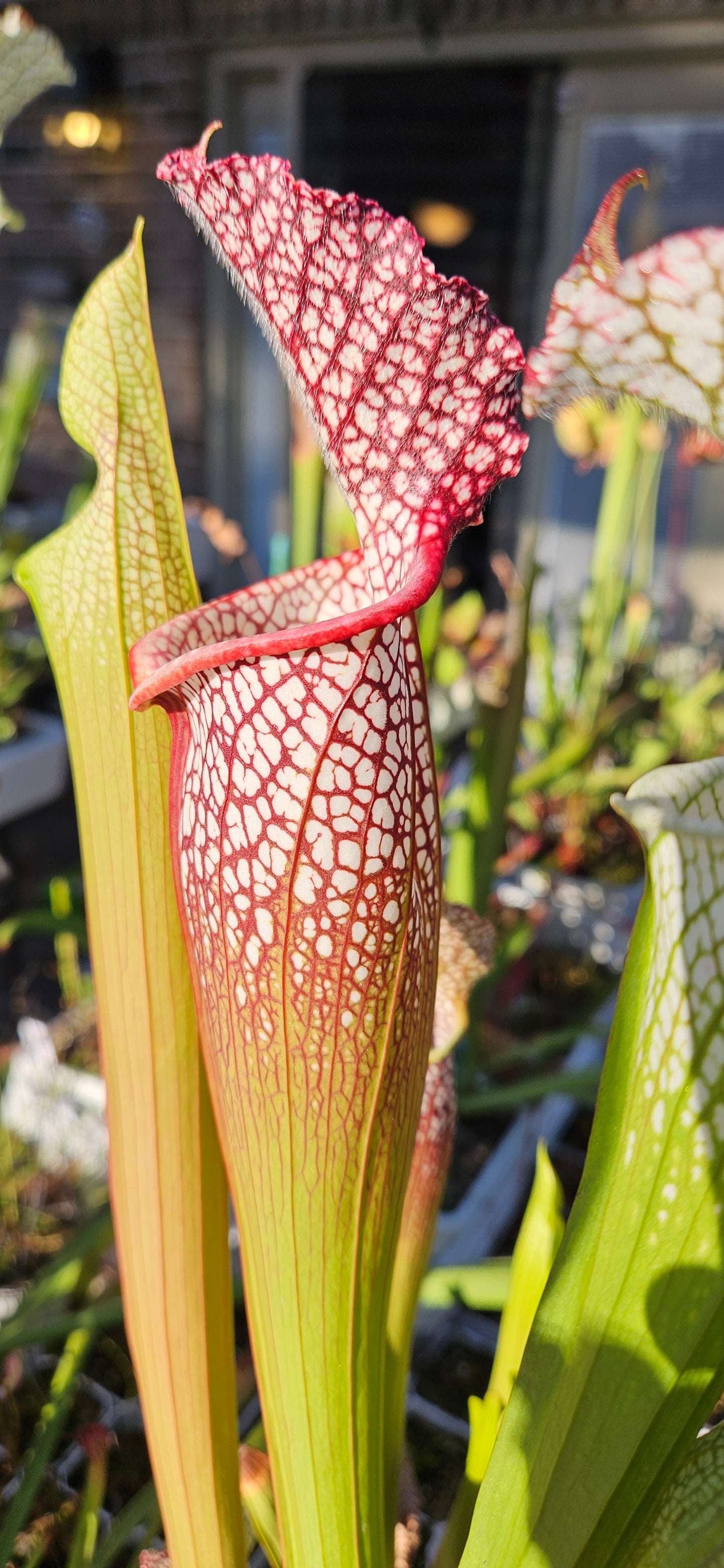 Pitcher Plant - Sarracenia Leucophylla Samson x Elvis Wilkerson Carnivorous Live Plant