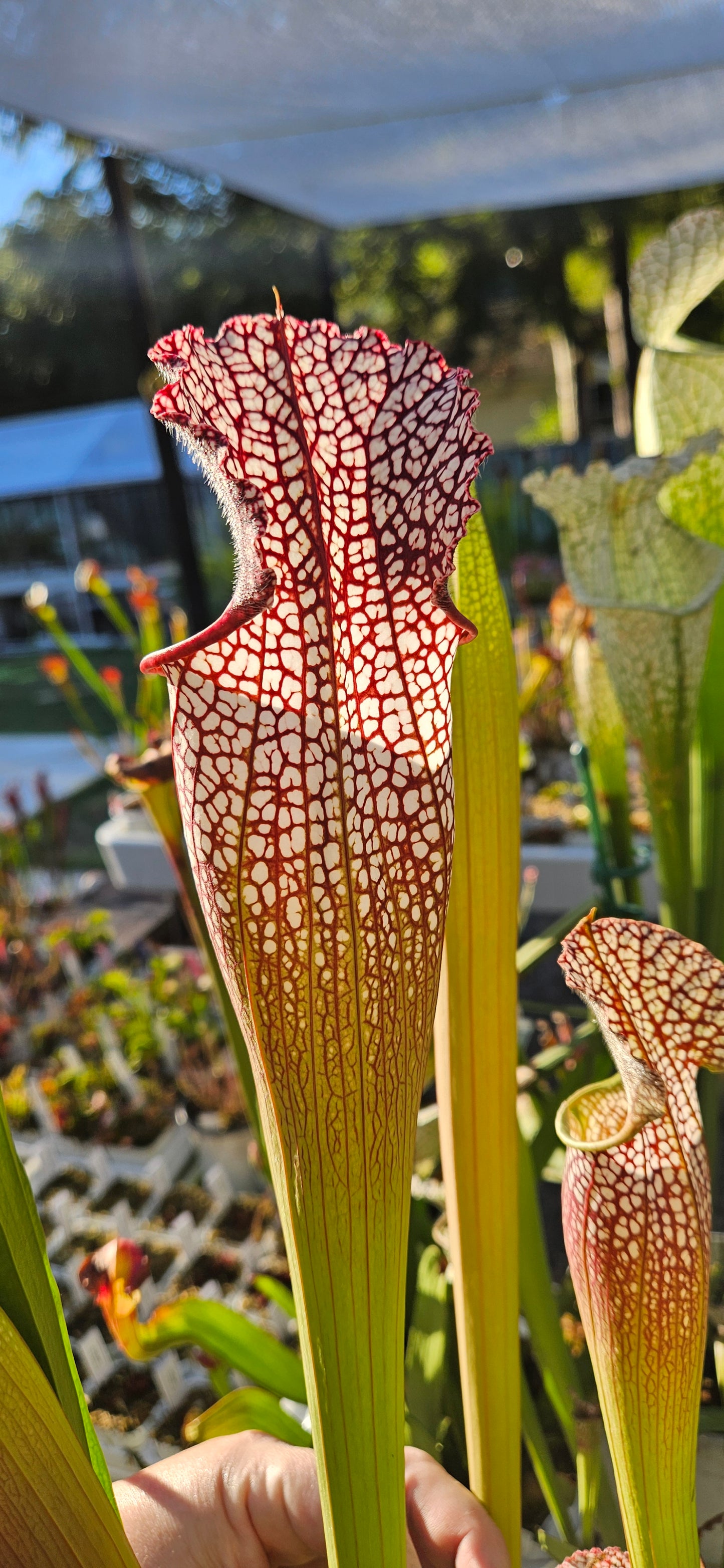 Pitcher Plant - Sarracenia Leucophylla Samson x Elvis Wilkerson Carnivorous Live Plant