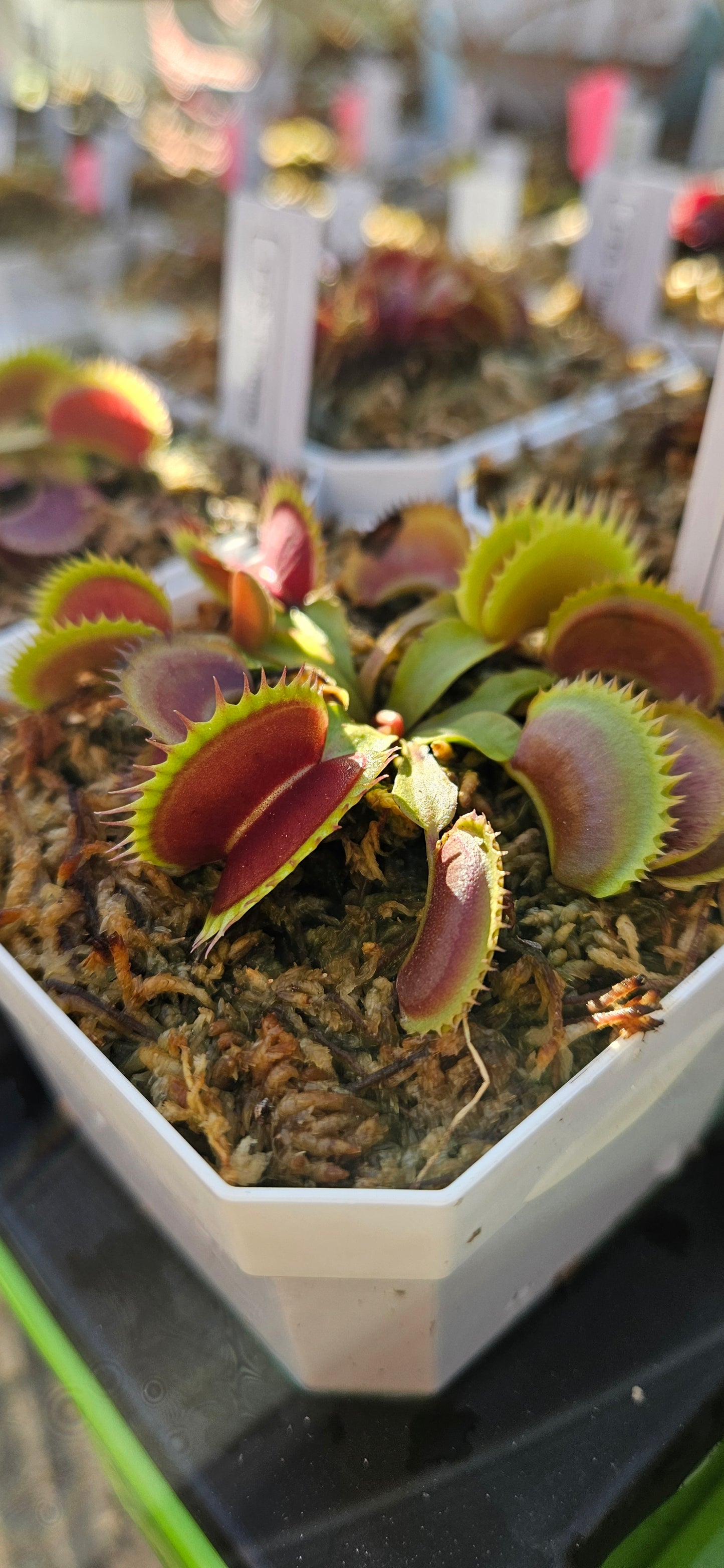 FTS Flaming Lips - Venus Flytrap Carnivorous Plant