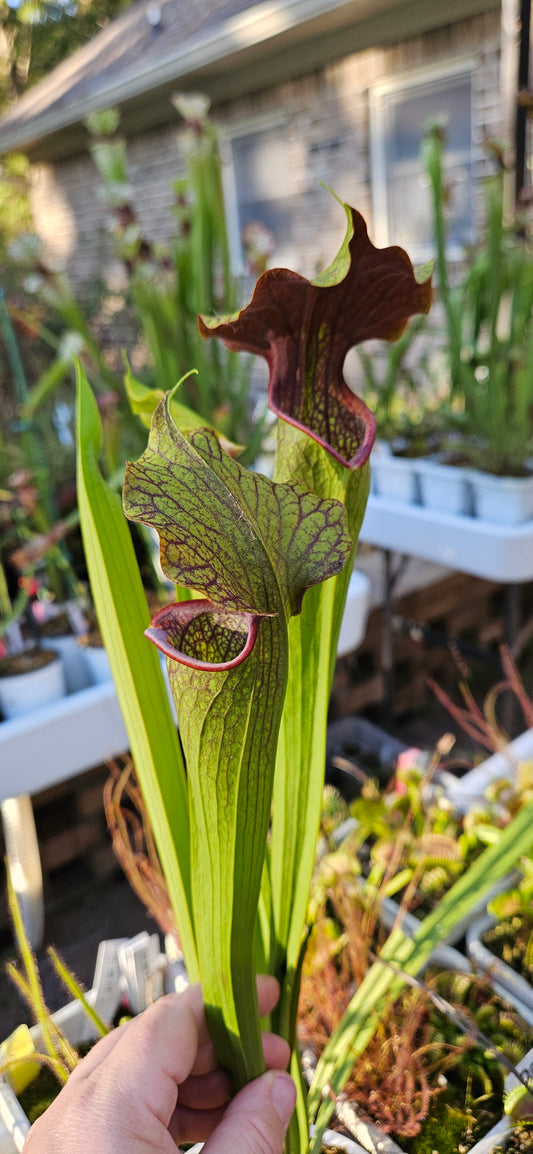 Pitcher Plant - Sarracenia Leah Wilkerson x Alata Dark Streak - A - Carnivorous Live Plant