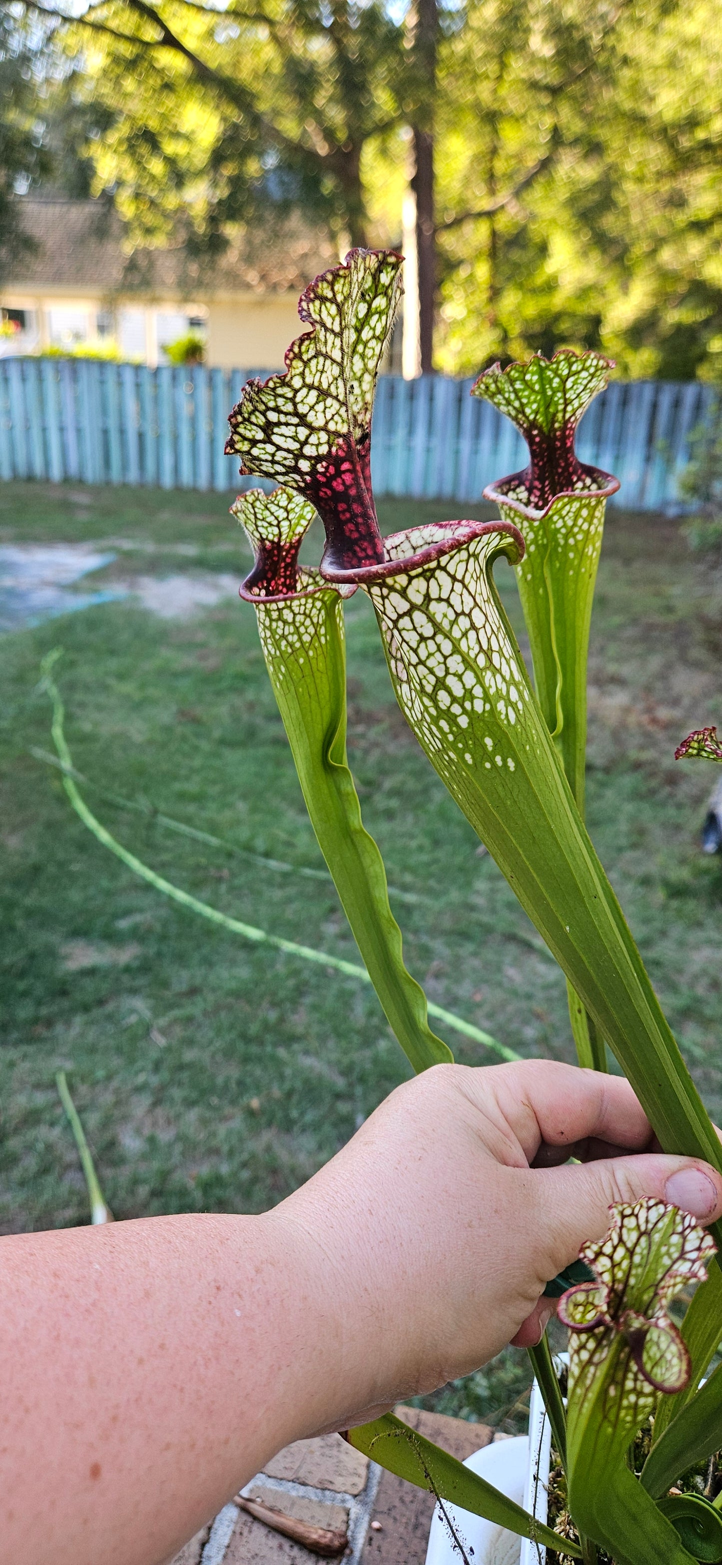 Pitcher Plant - Sarracenia Lunchbox