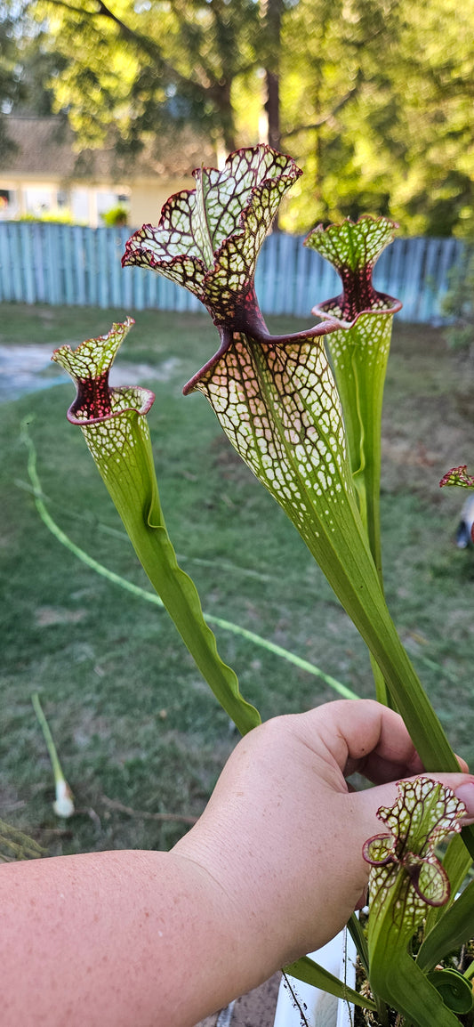 Pitcher Plant - Sarracenia Lunchbox - Carnivorous Live Plant