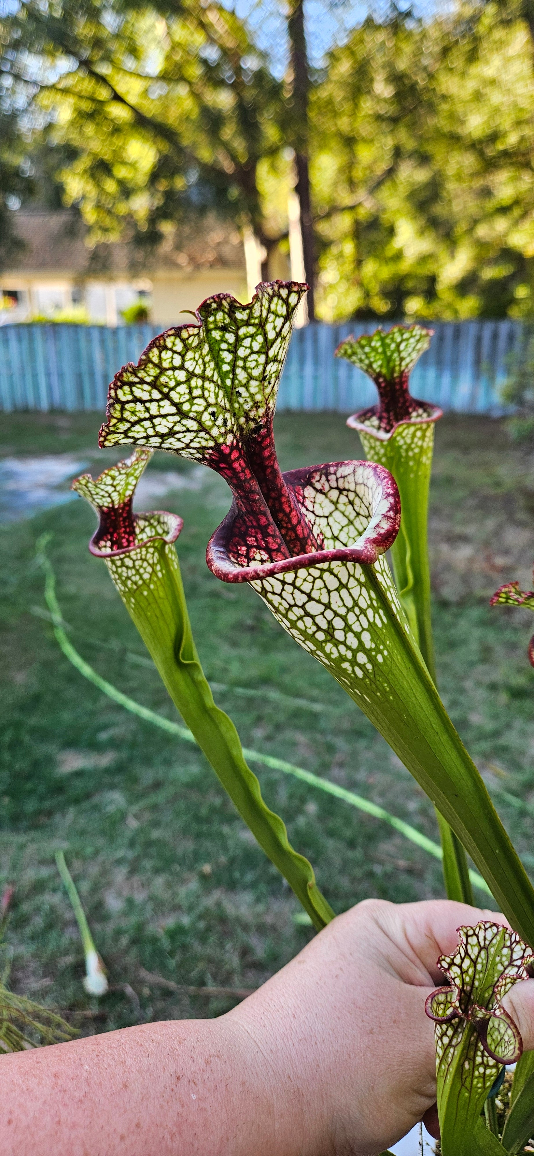 Pitcher Plant - Sarracenia Lunchbox - Carnivorous Live Plant